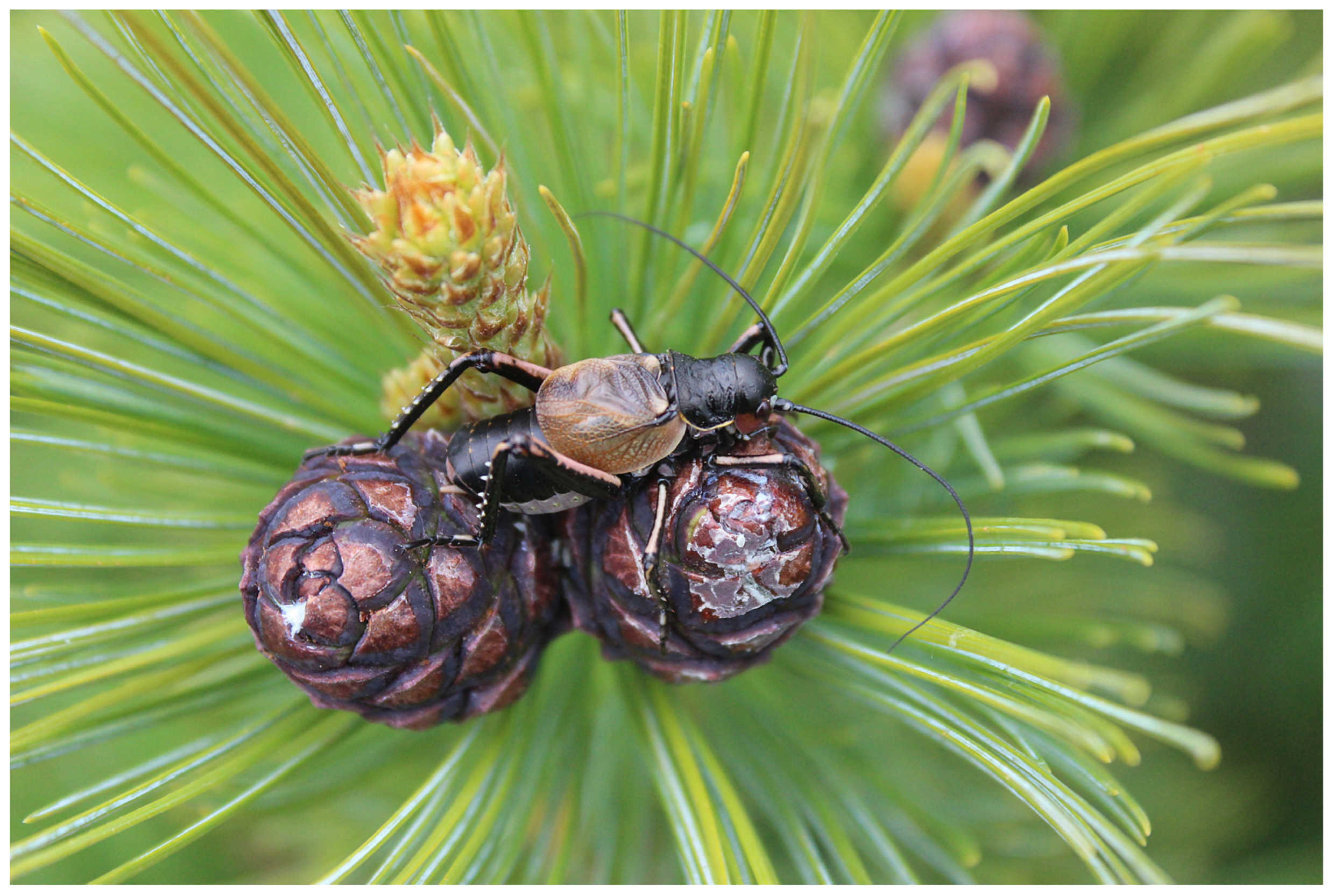 Insects 14 00789 g002 Insects 14 00789 g002