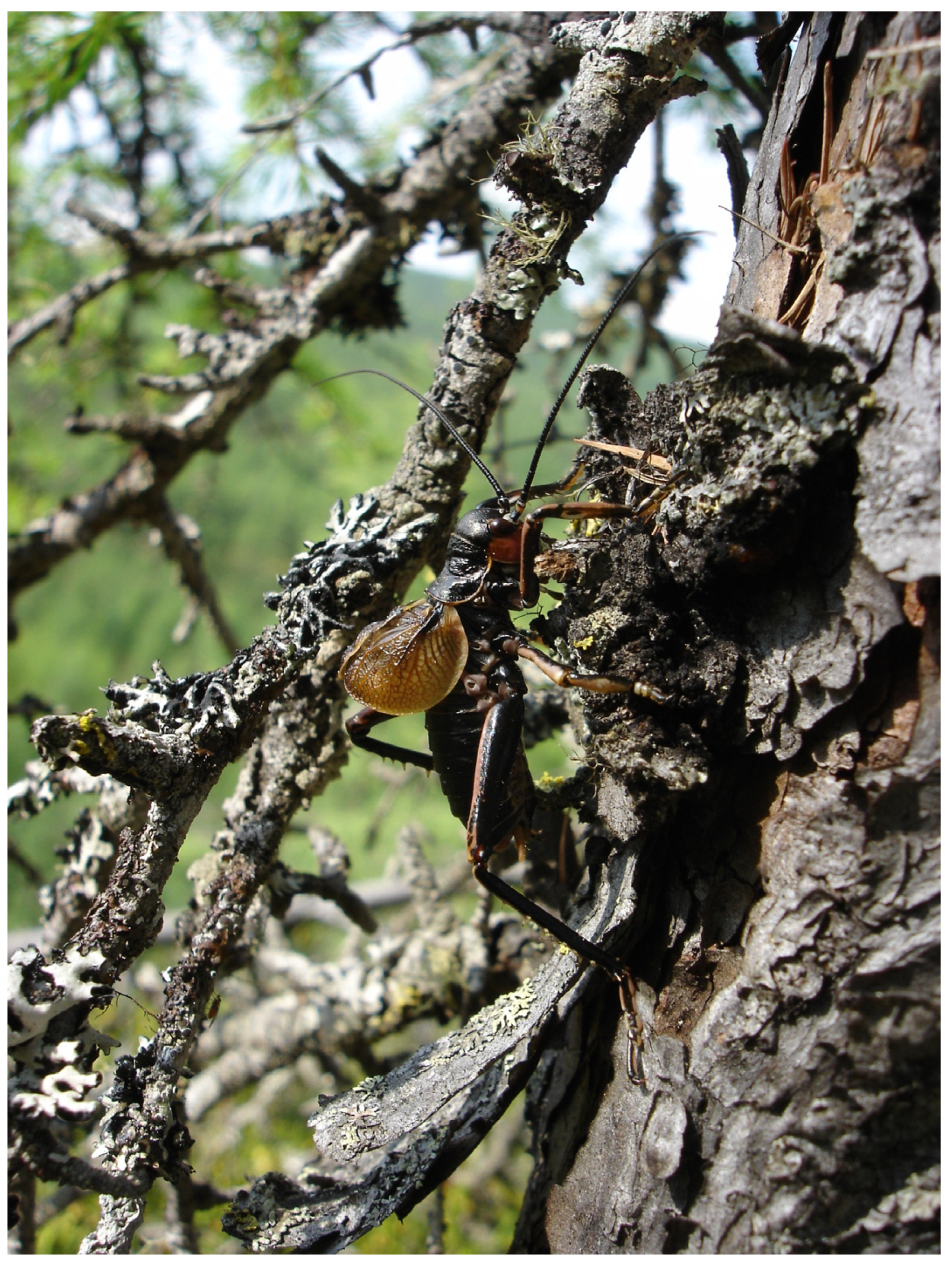 Insects 14 00789 g003 Insects 14 00789 g003