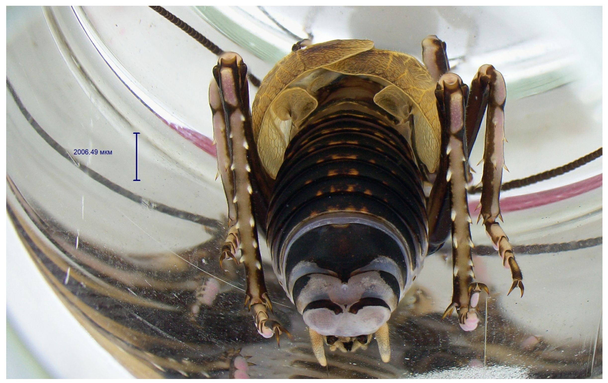 Insects 14 00789 g005 Insects 14 00789 g005