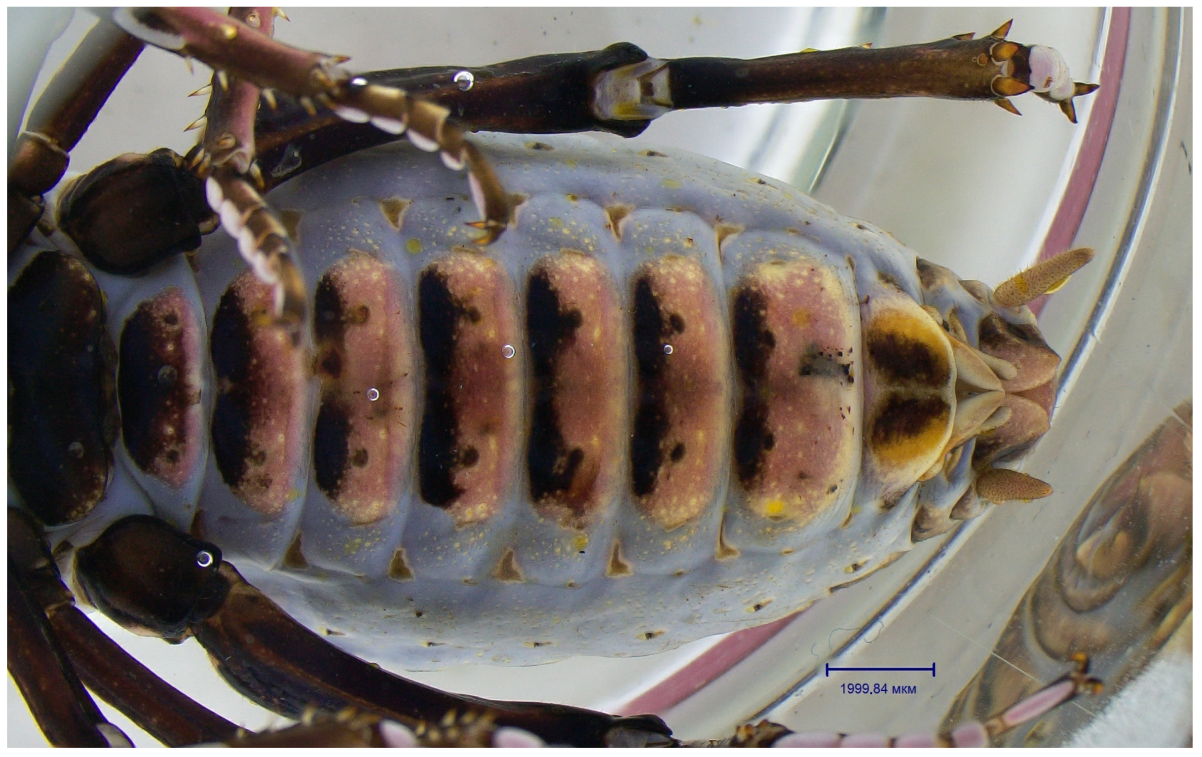 Insects 14 00789 g006 Insects 14 00789 g006