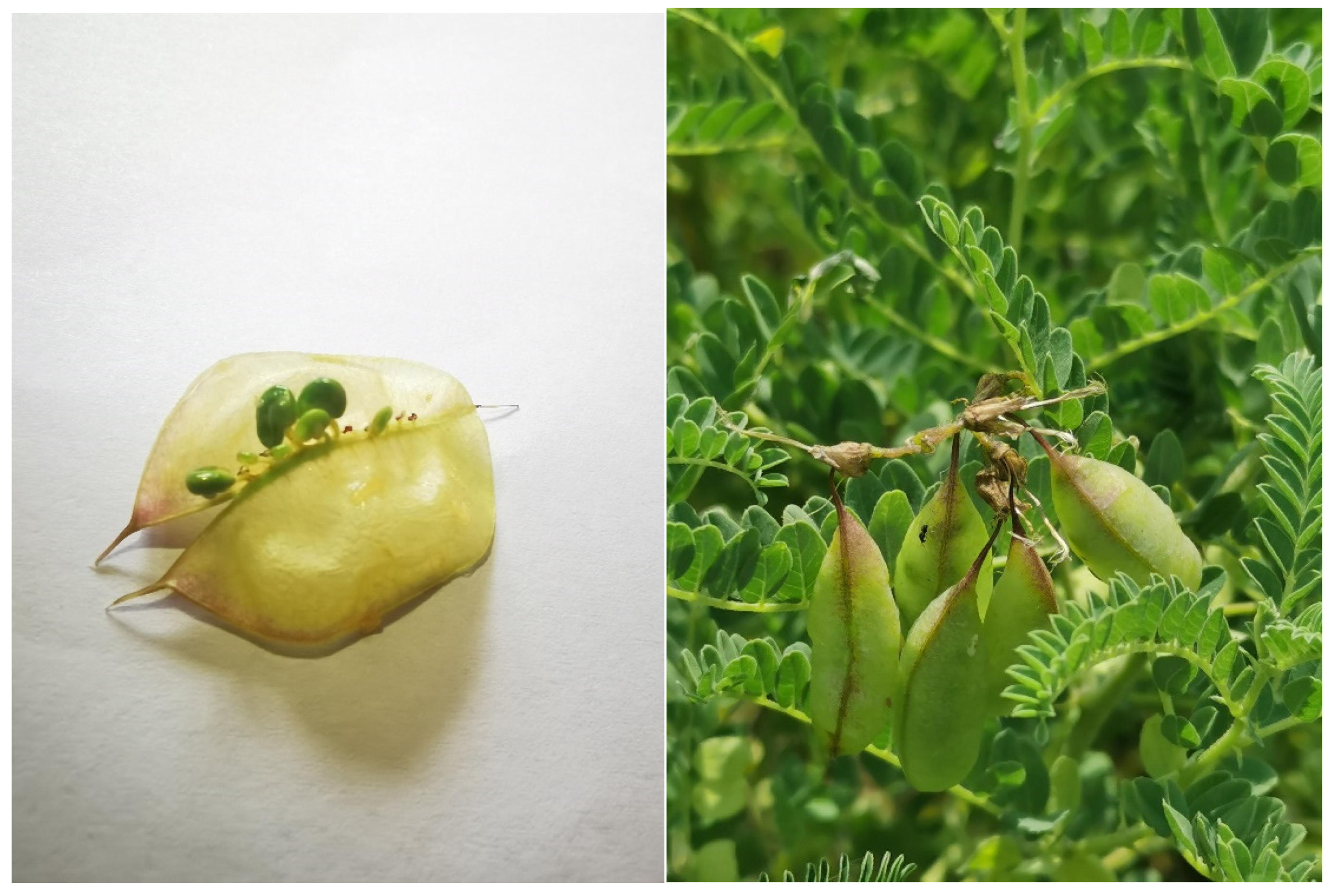 Insects 14 00809 g001