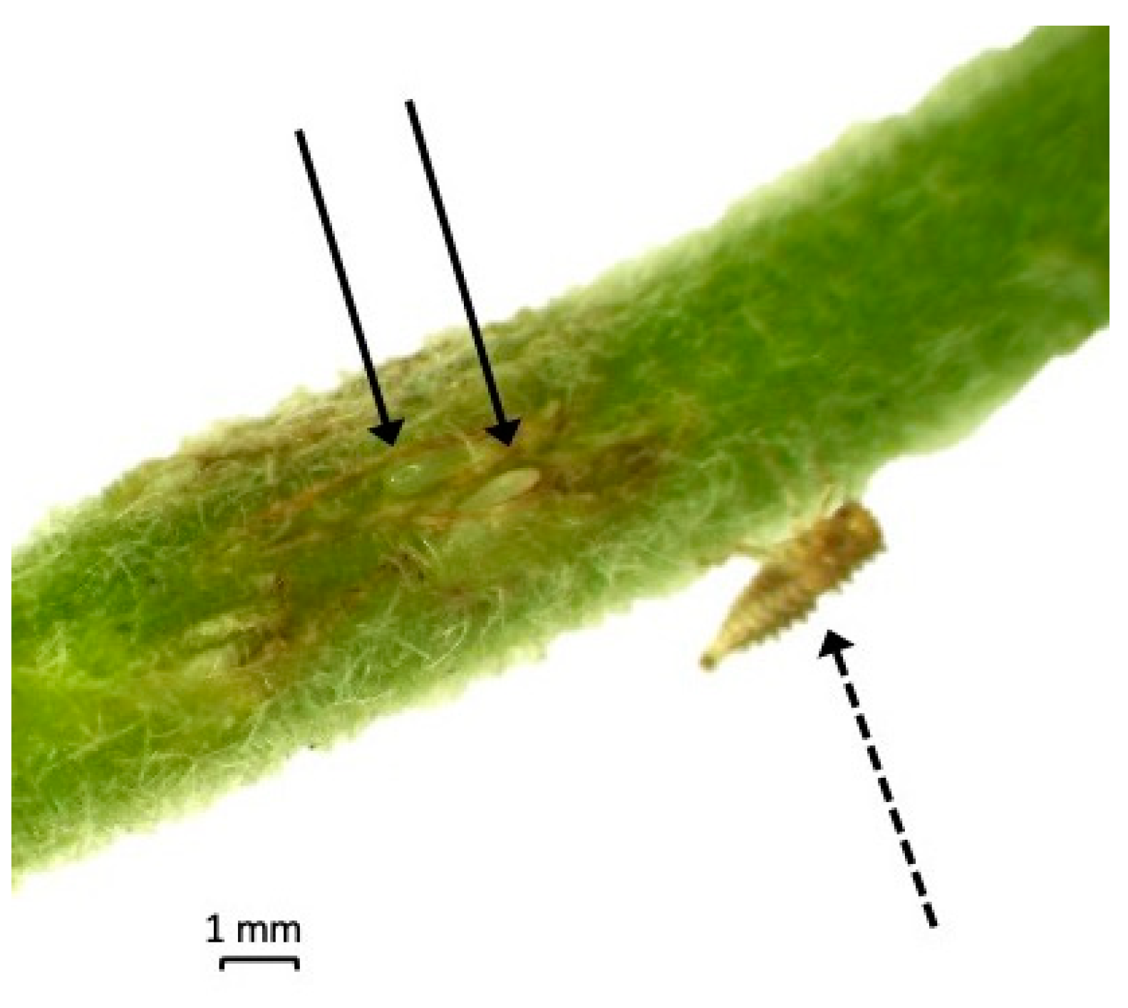 Insects 14 00831 g001