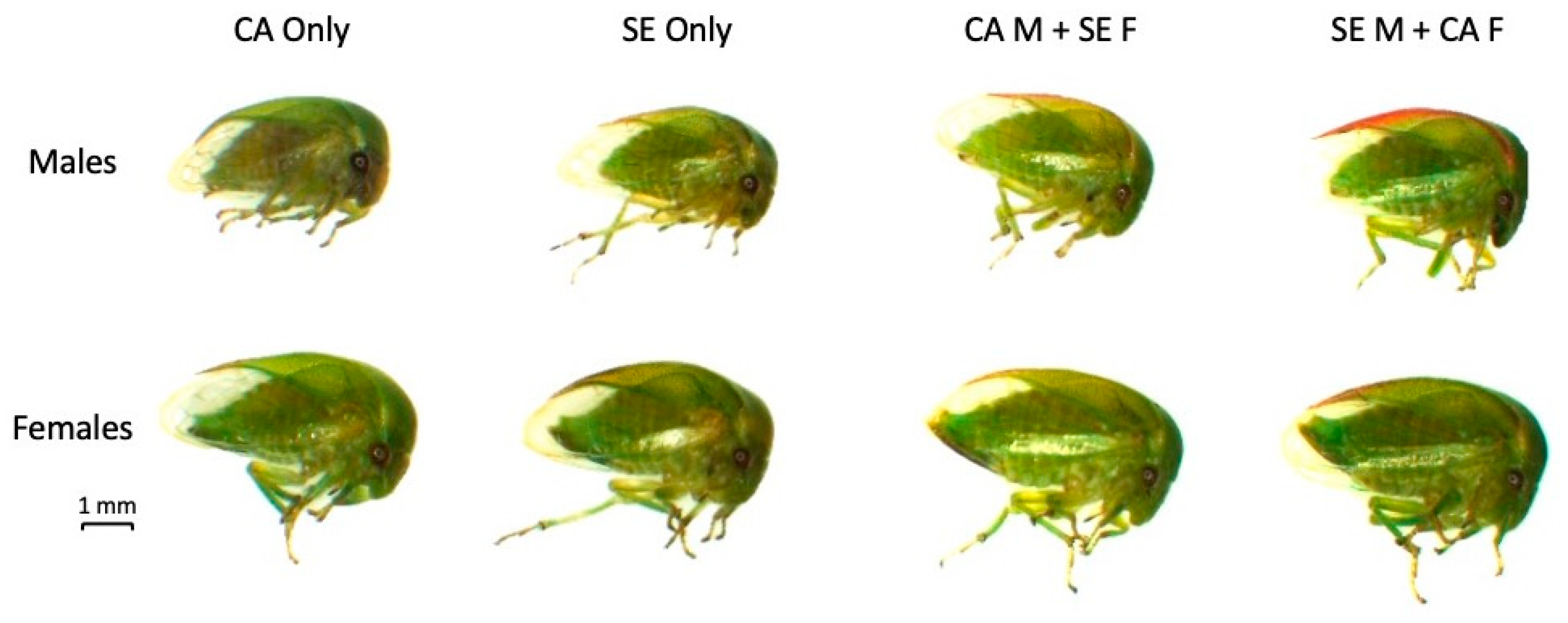 Insects 14 00831 g002