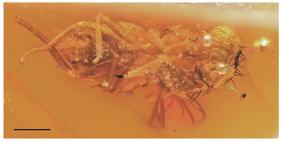 Insects 14 00835 g007