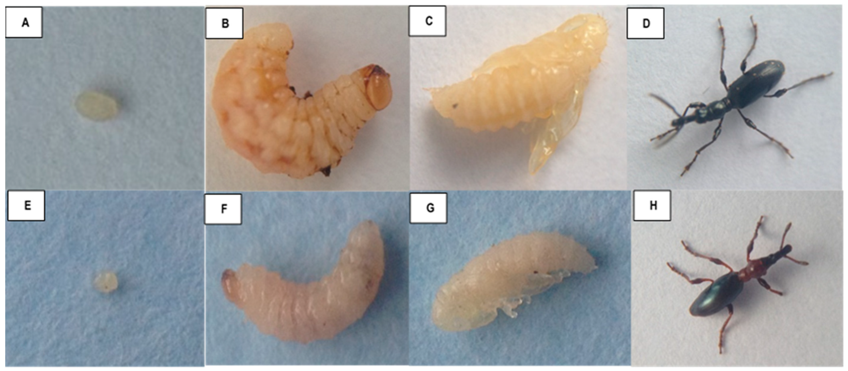 Insects 14 00837 g001