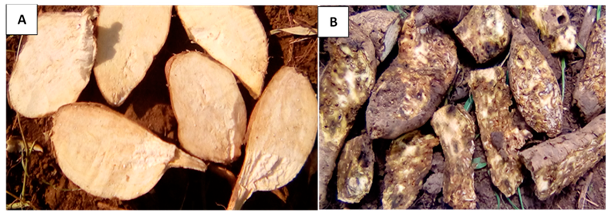 Insects 14 00837 g002