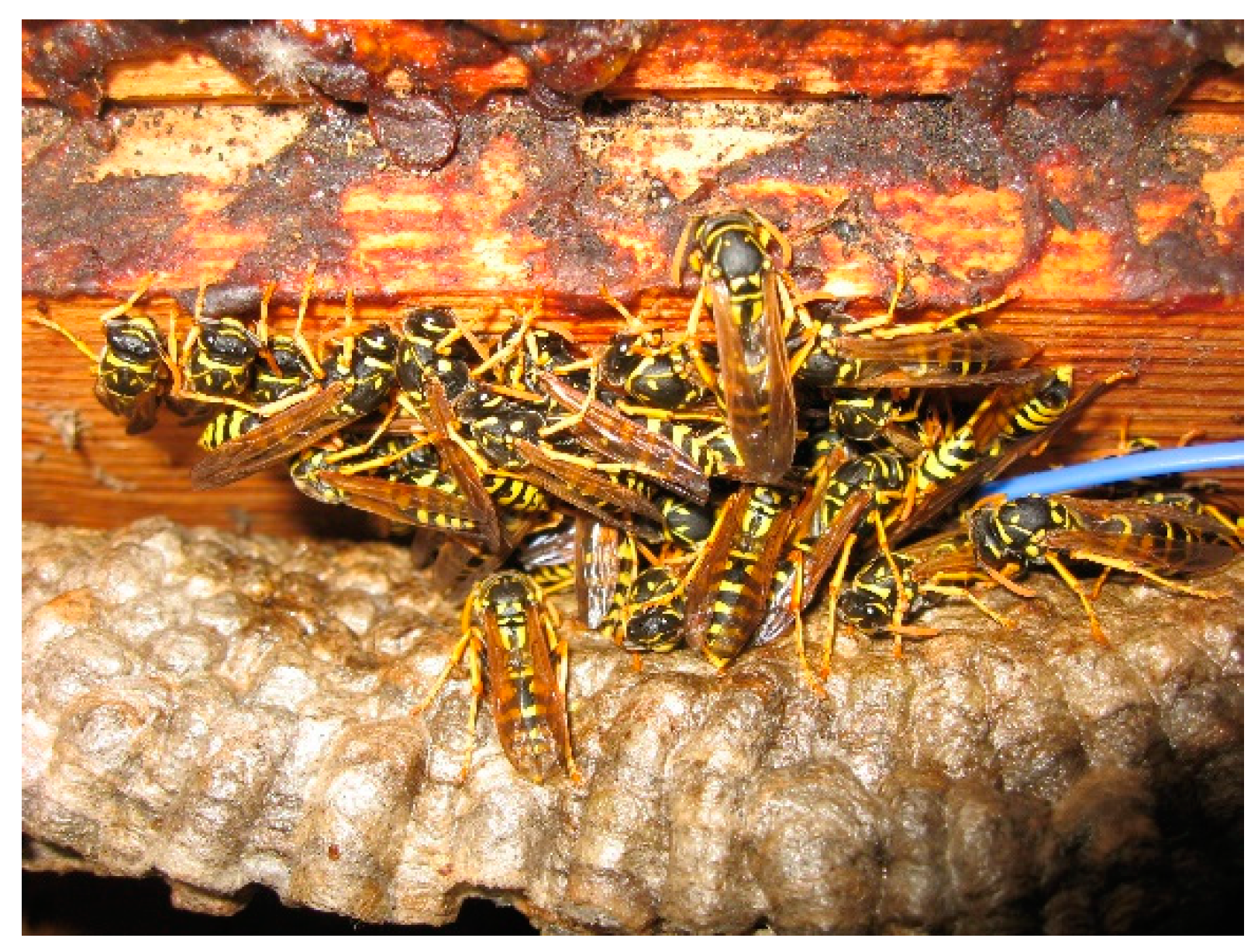 Insects 14 00849 g001