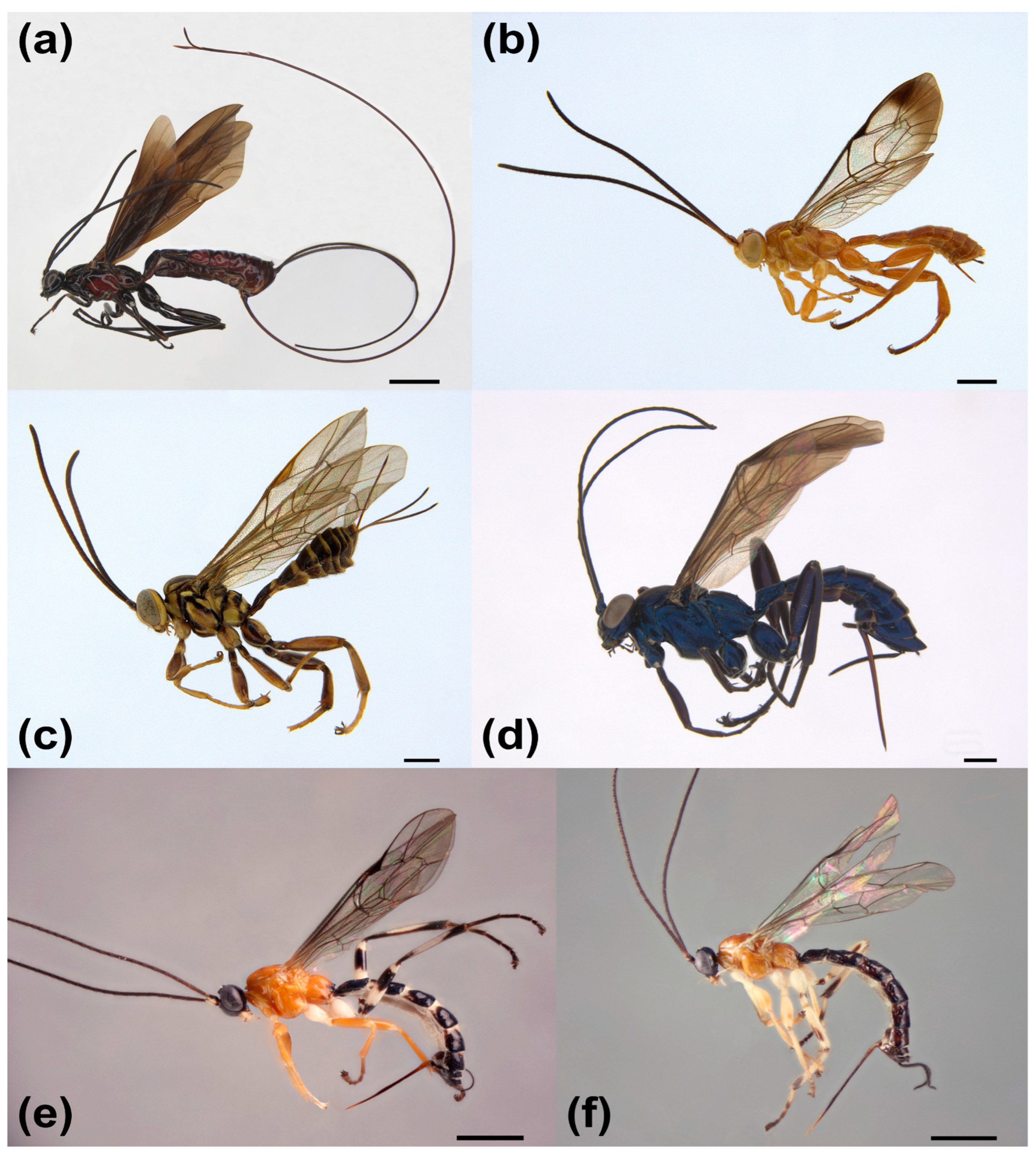 Insects 14 00861 g002 Insects 14 00861 g002