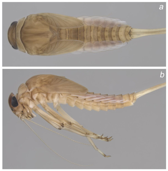 Insects 14 00899 g002