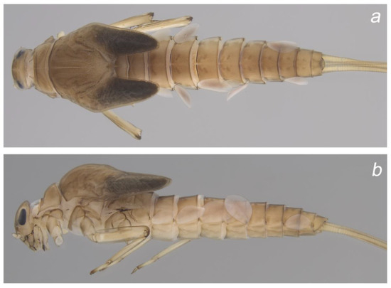 Insects 14 00899 g003