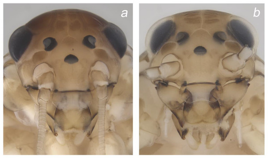 Insects 14 00899 g004