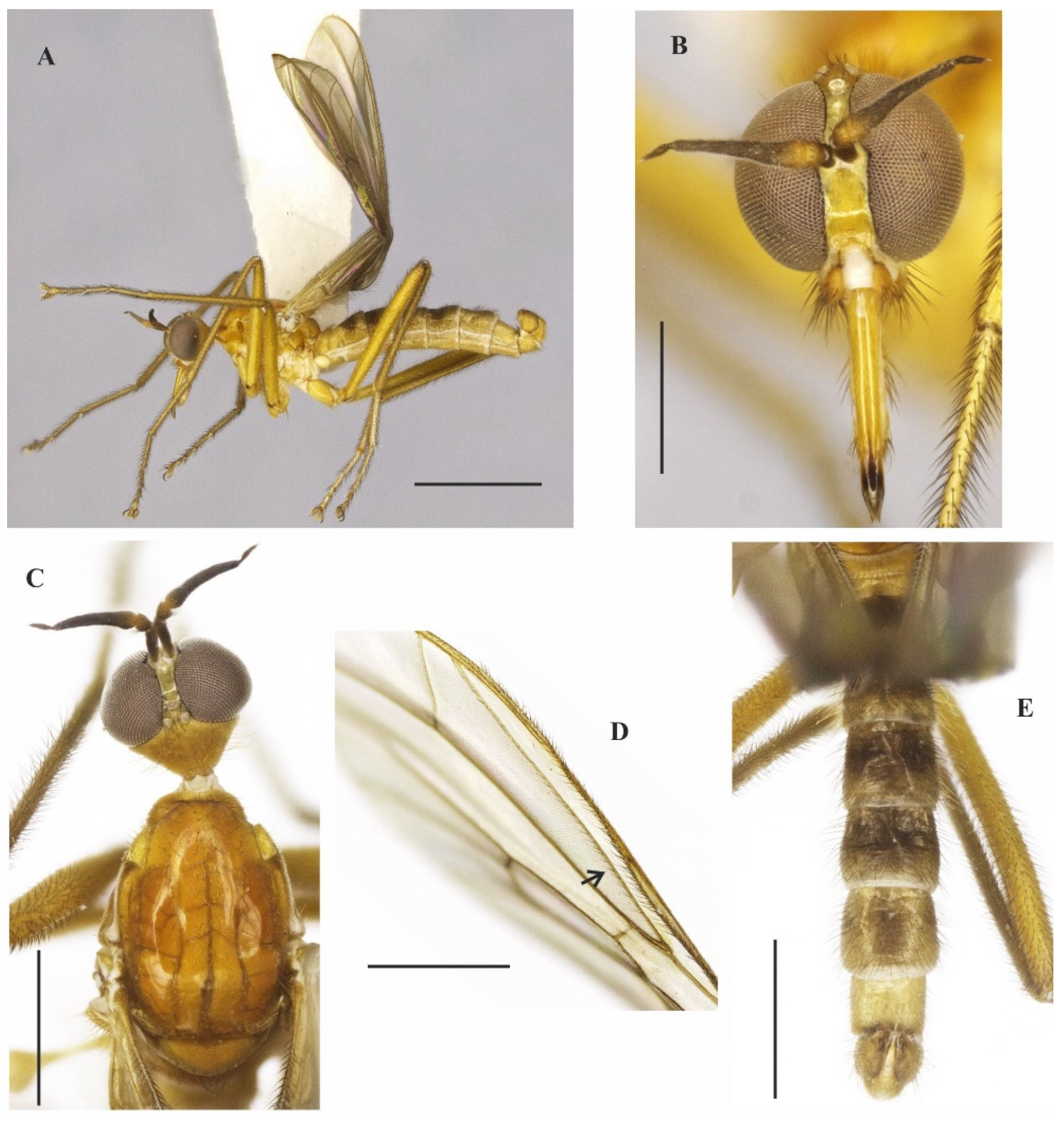 Insects 14 00915 g001