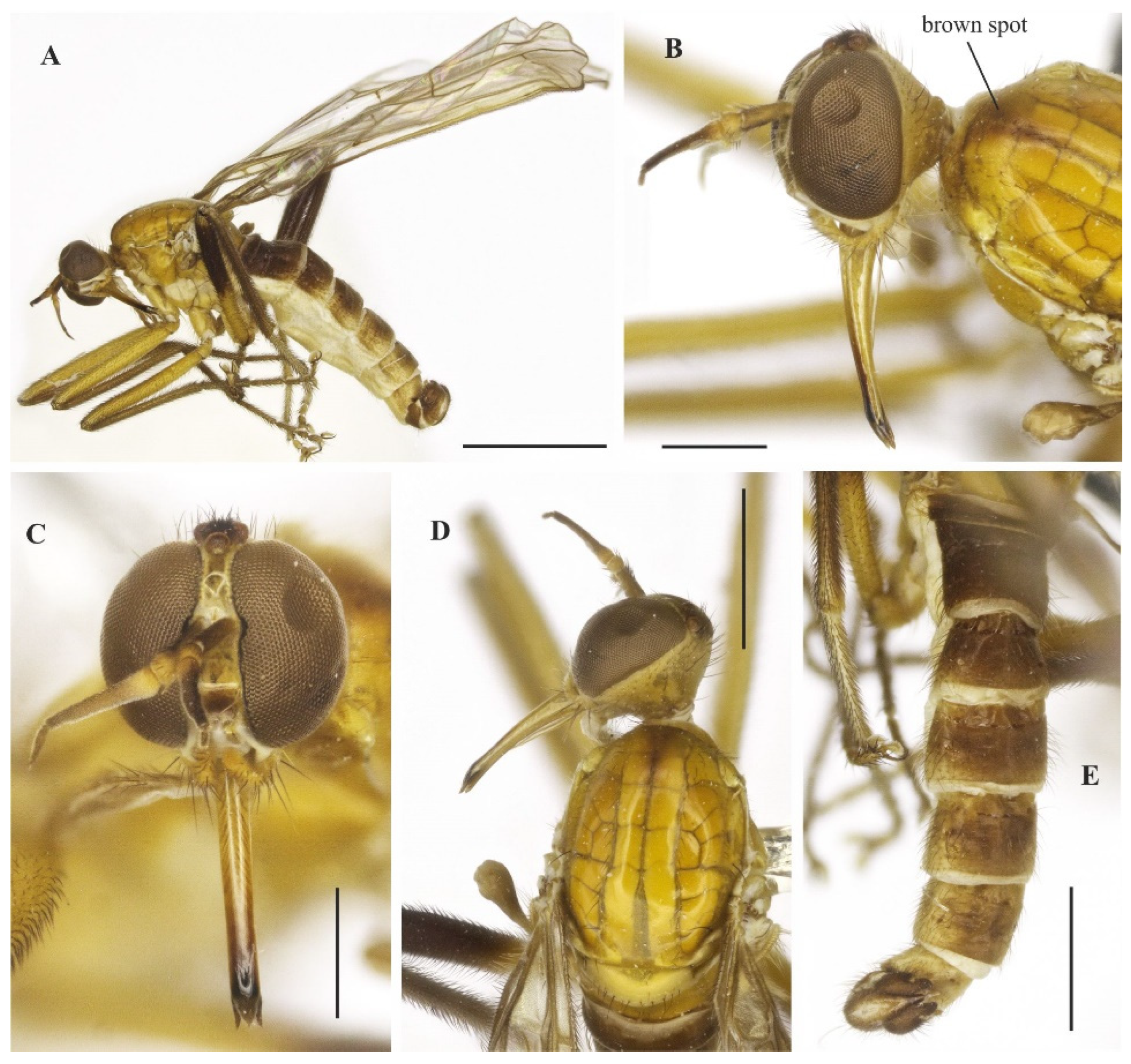 Insects 14 00915 g013