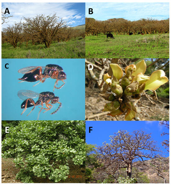 Insects 14 00923 g005