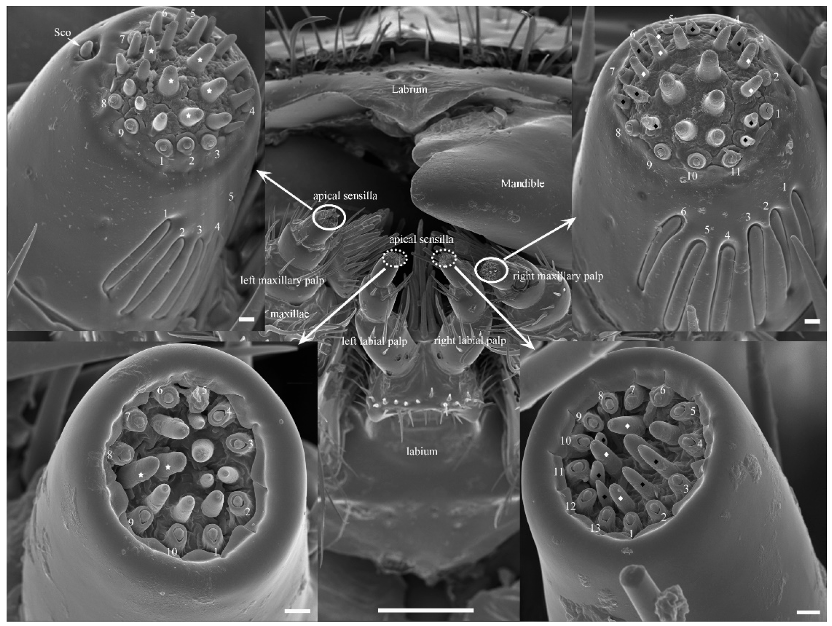 Insects 14 00933 g002 Insects 14 00933 g002