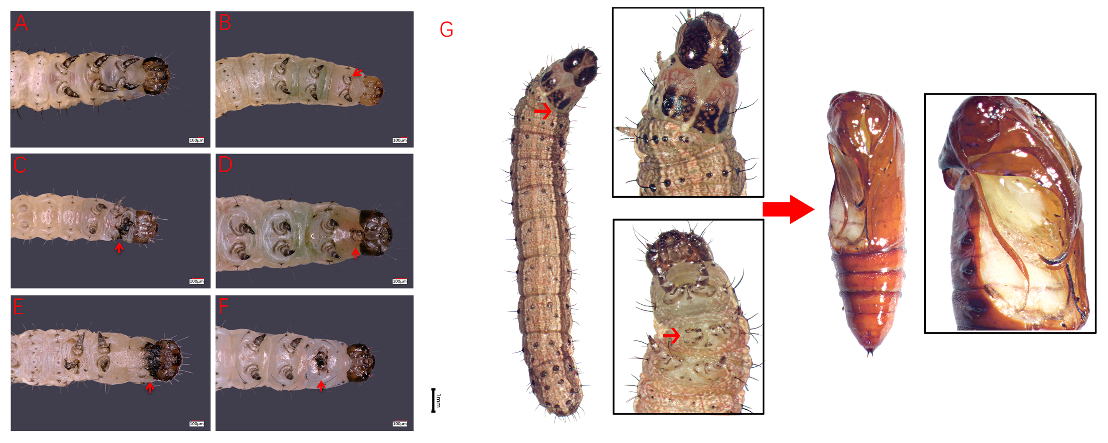 Insects 15 00016 g004