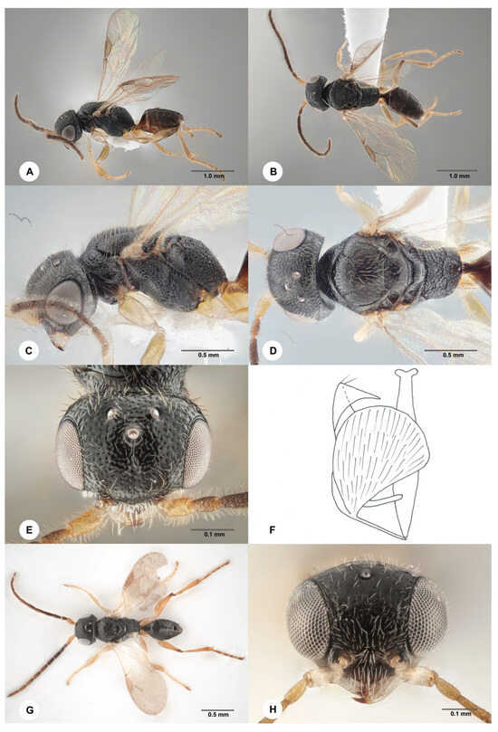Insects 15 00018 g005