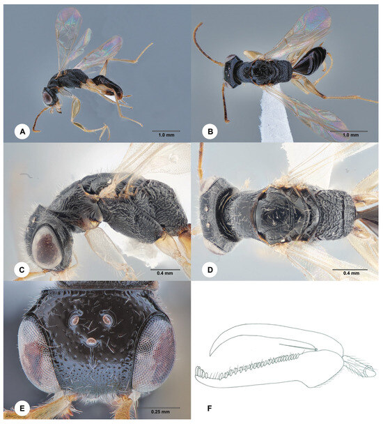 Insects 15 00018 g011