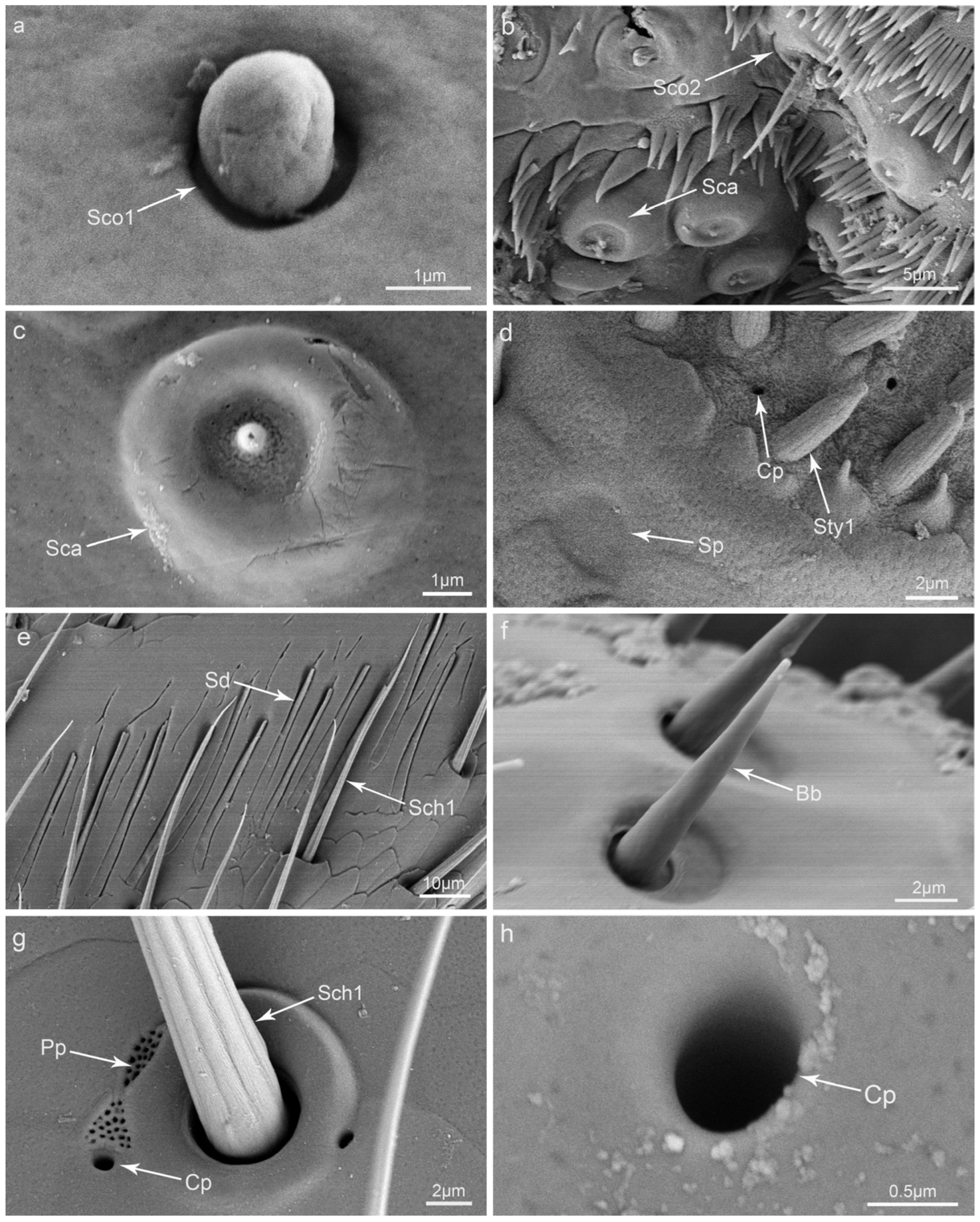 Insects 15 00046 g003