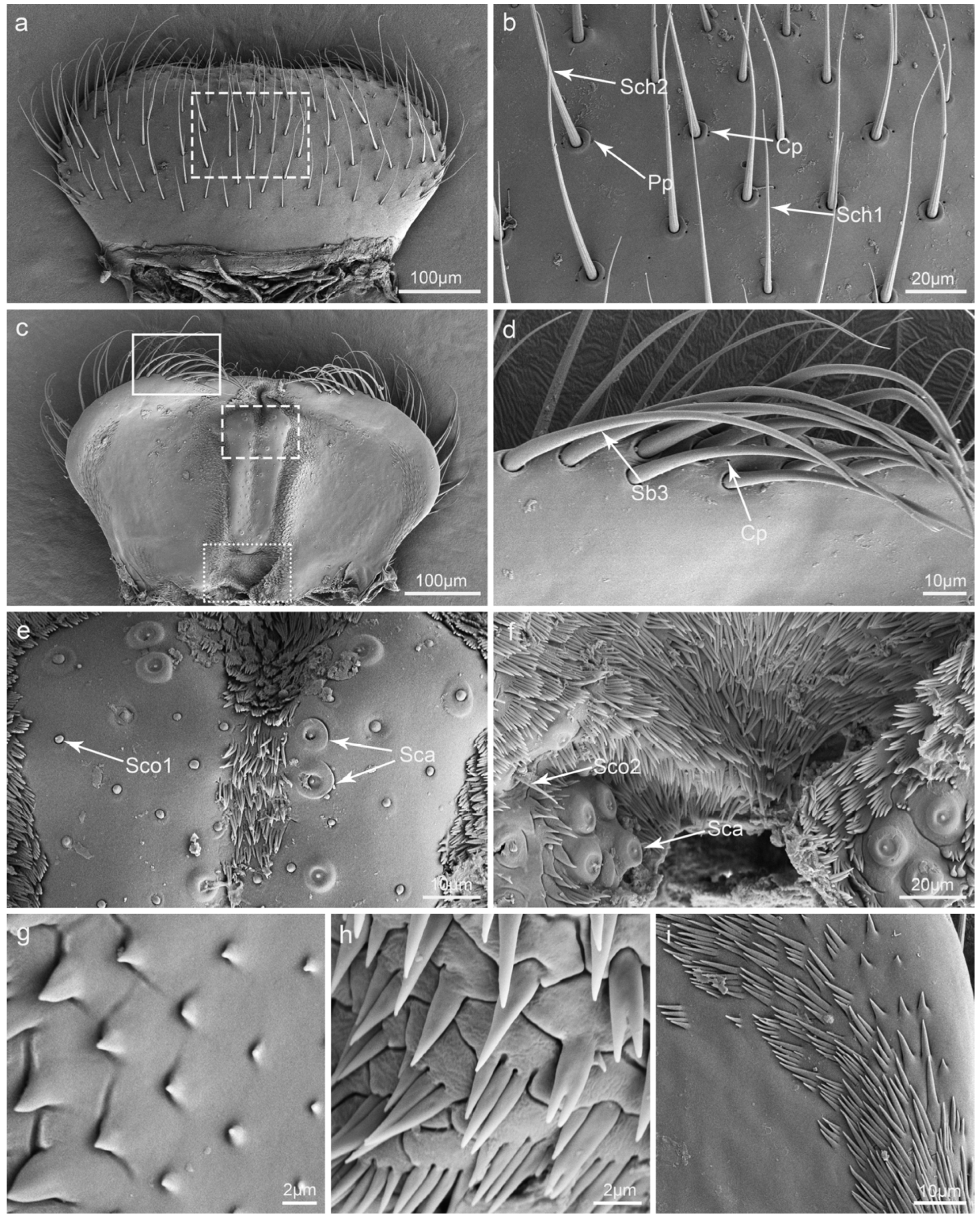 Insects 15 00046 g004