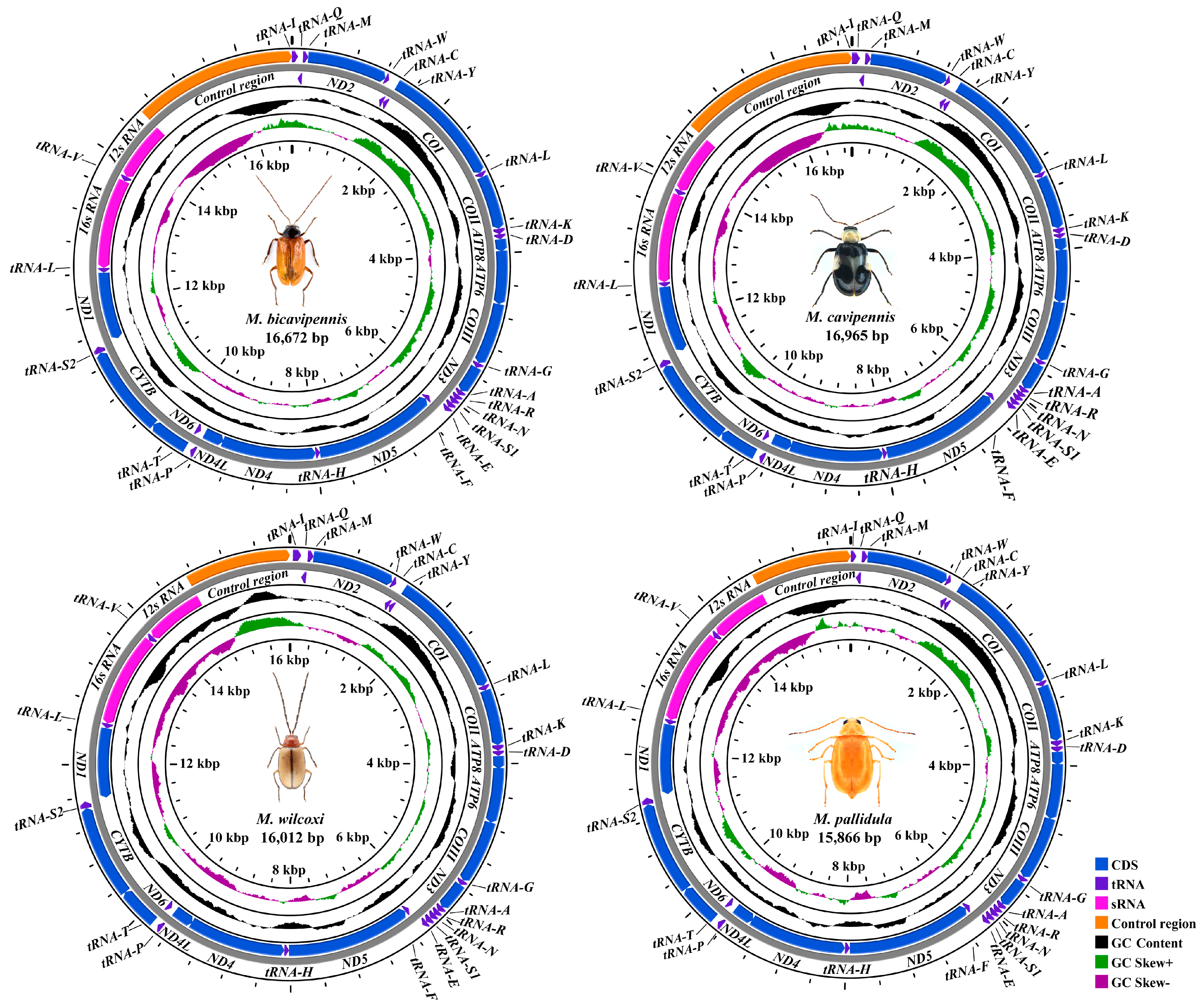 Insects 15 00050 g001