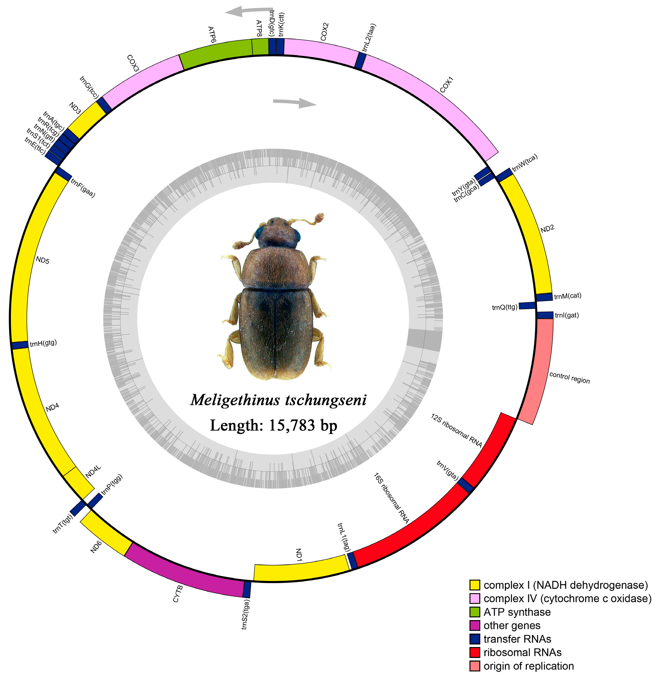 Insects 15 00057 g001