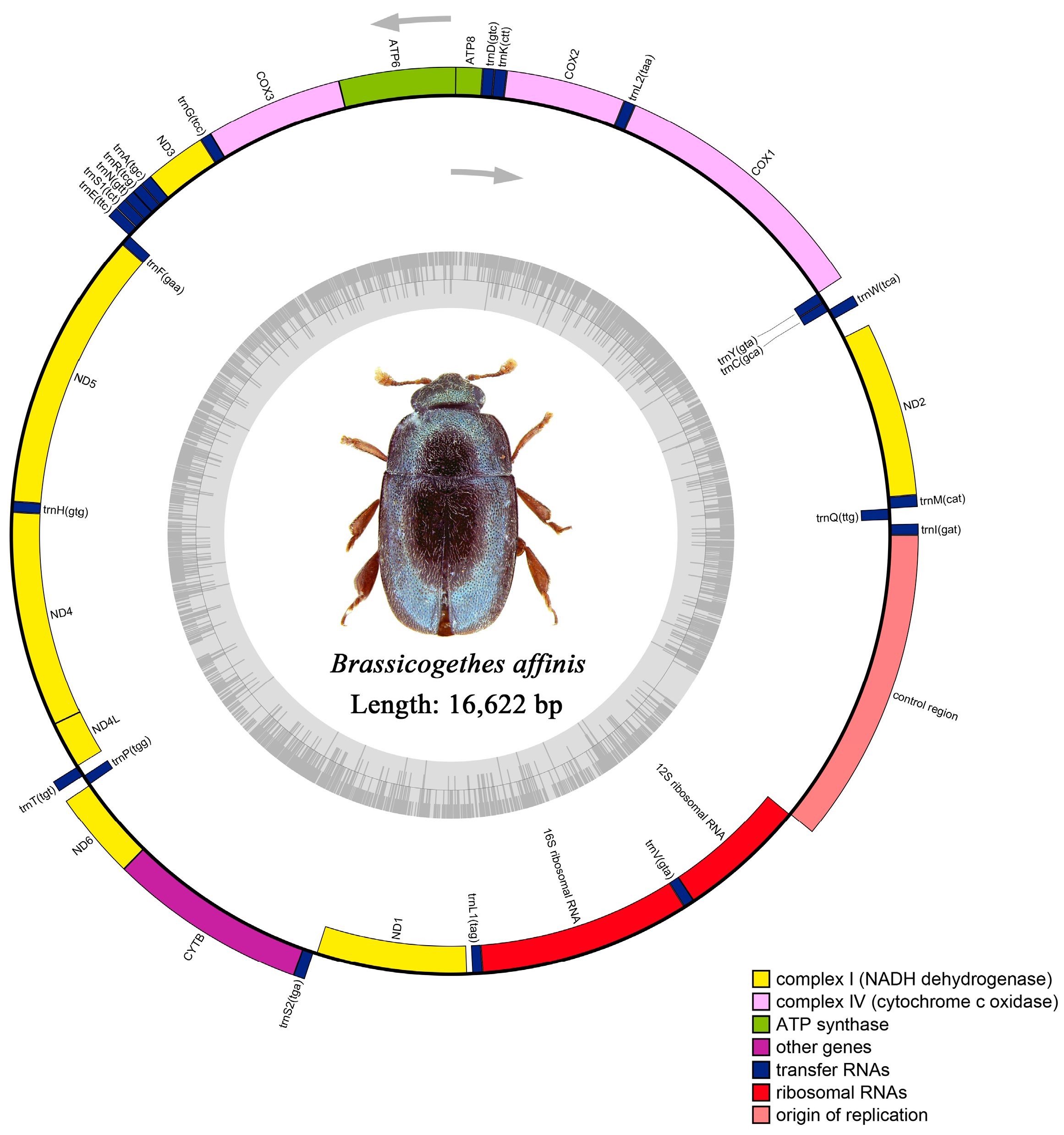 Insects 15 00057 g002