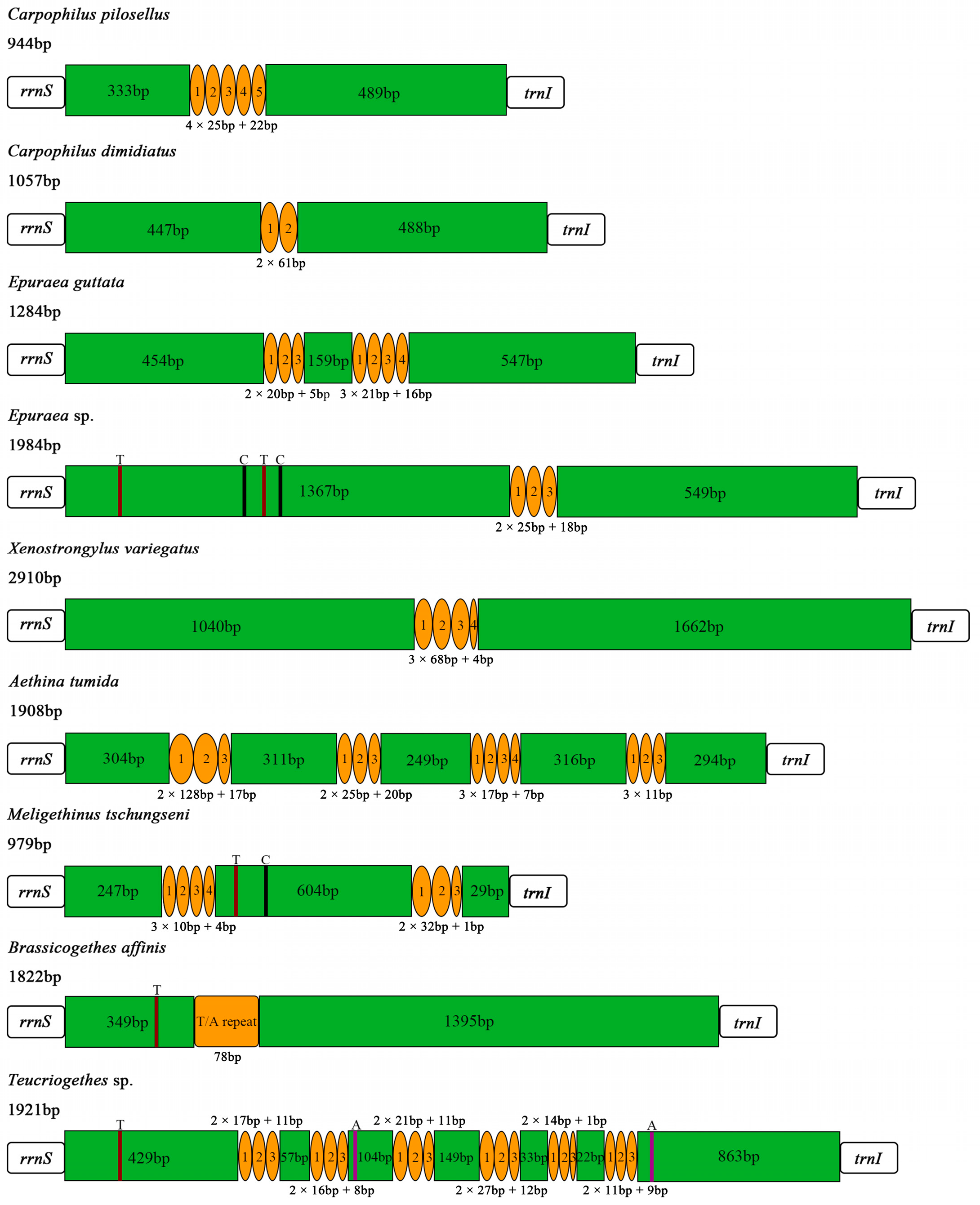 Insects 15 00057 g006
