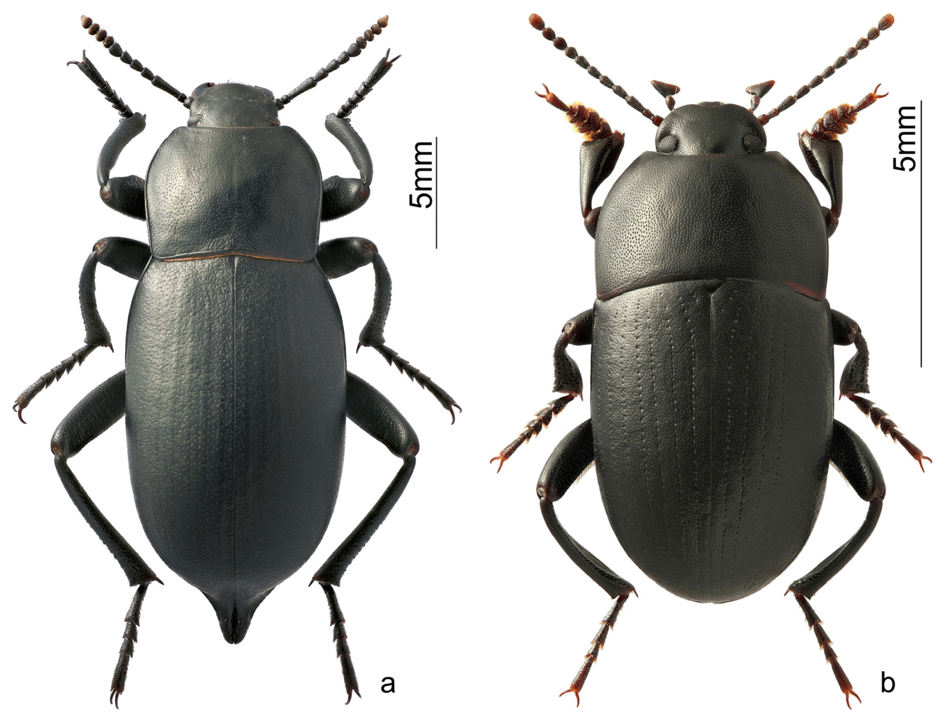 Insects 15 00064 g003 Insects 15 00064 g003