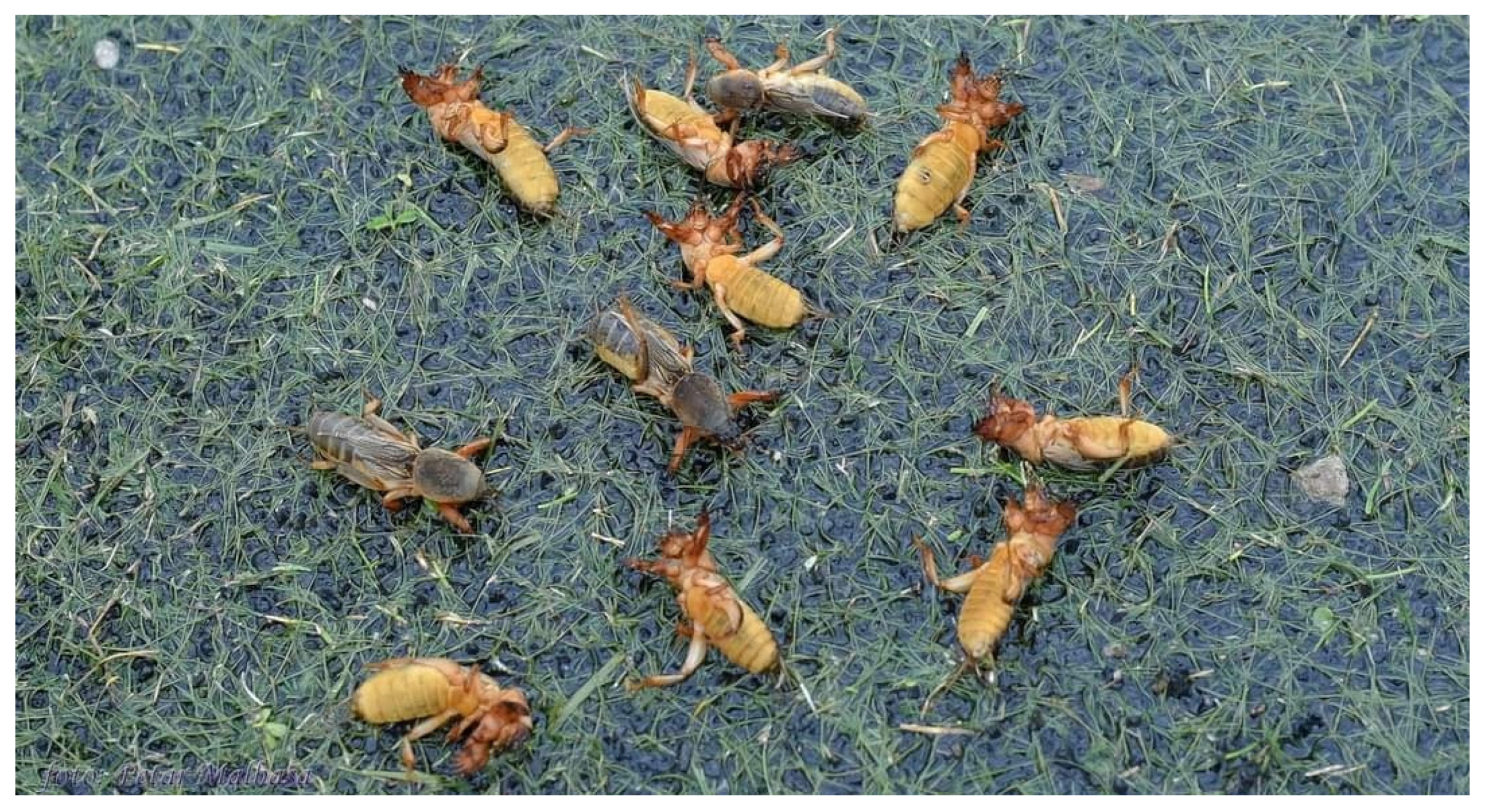 Insects 15 00082 g004