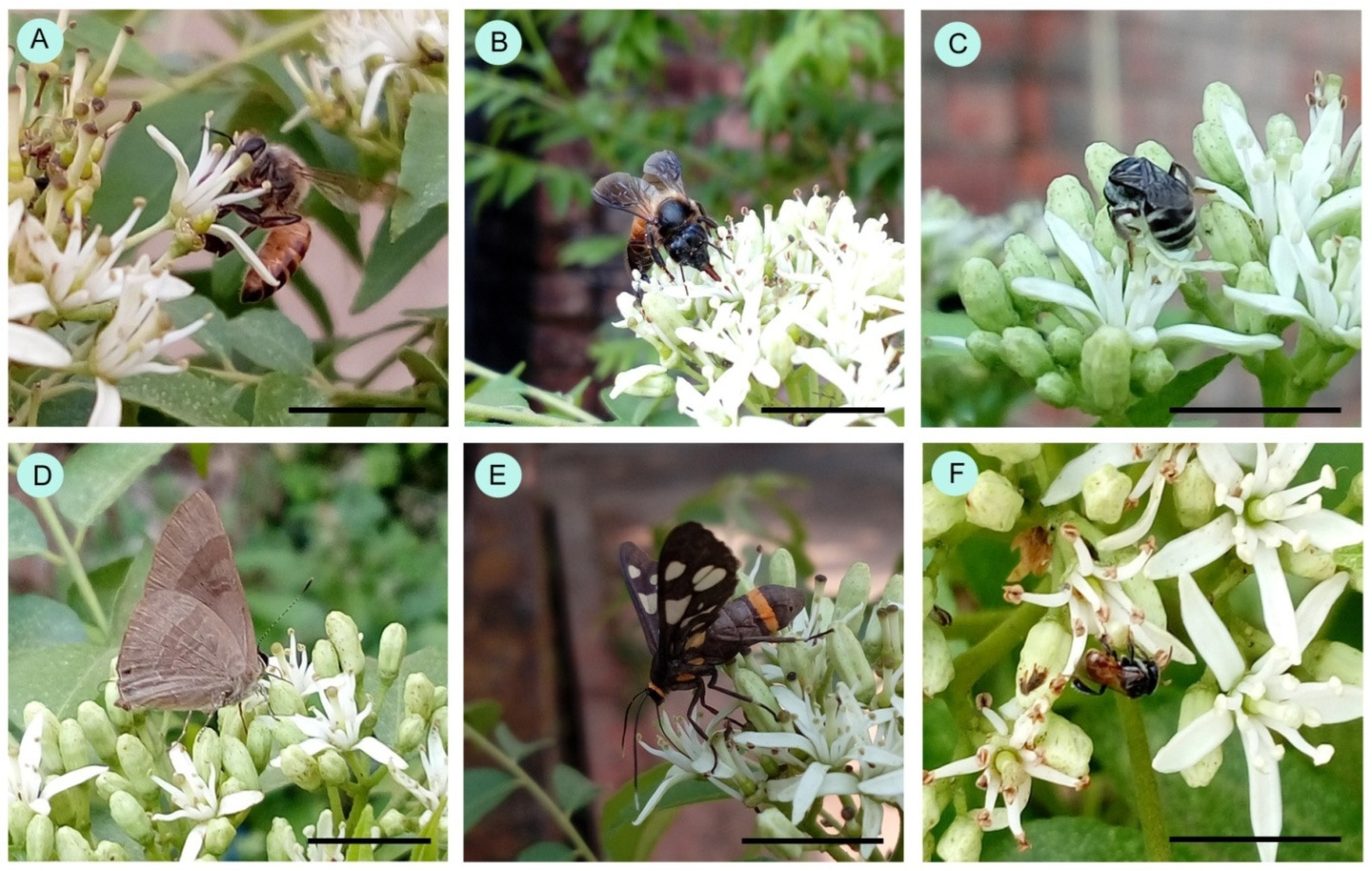 Insects 15 00083 g002