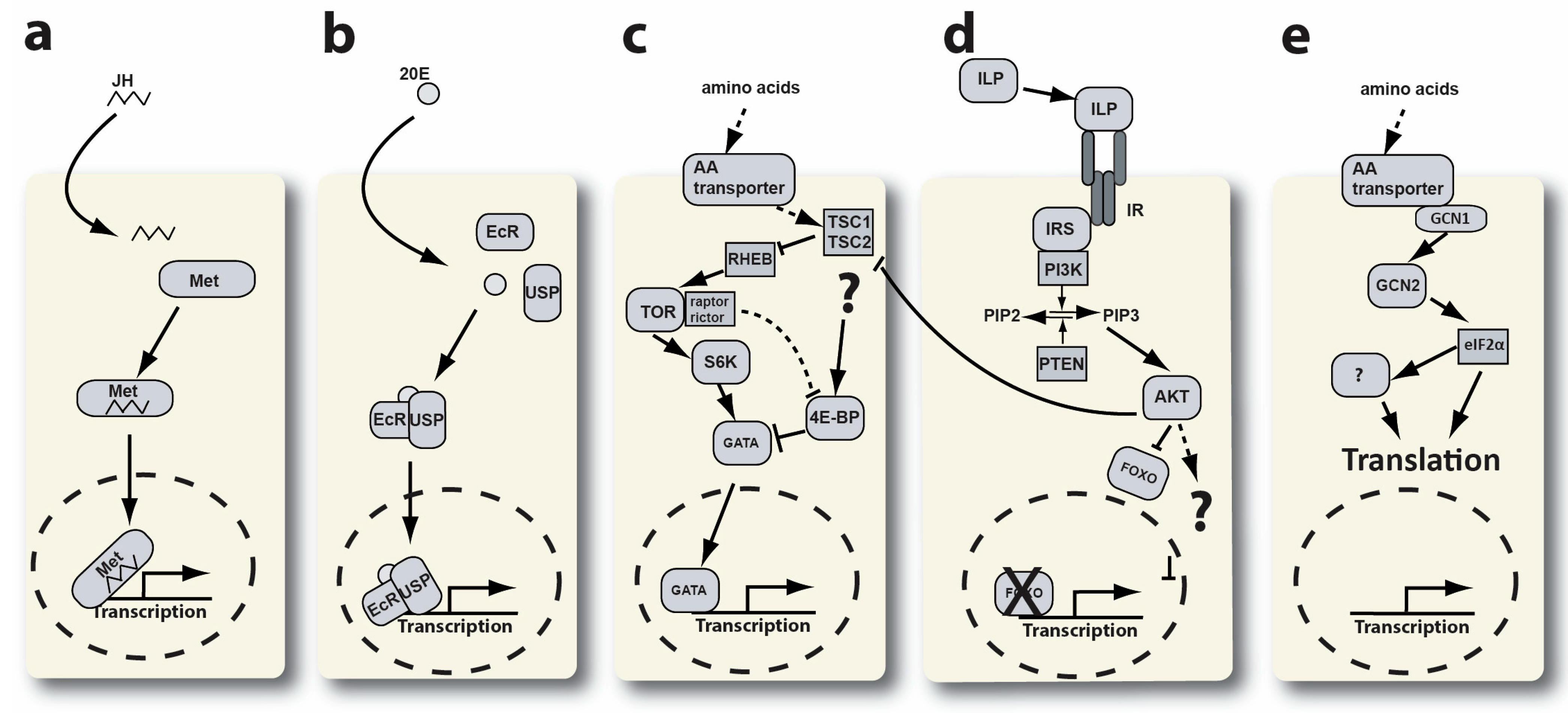 Insects 15 00084 g001