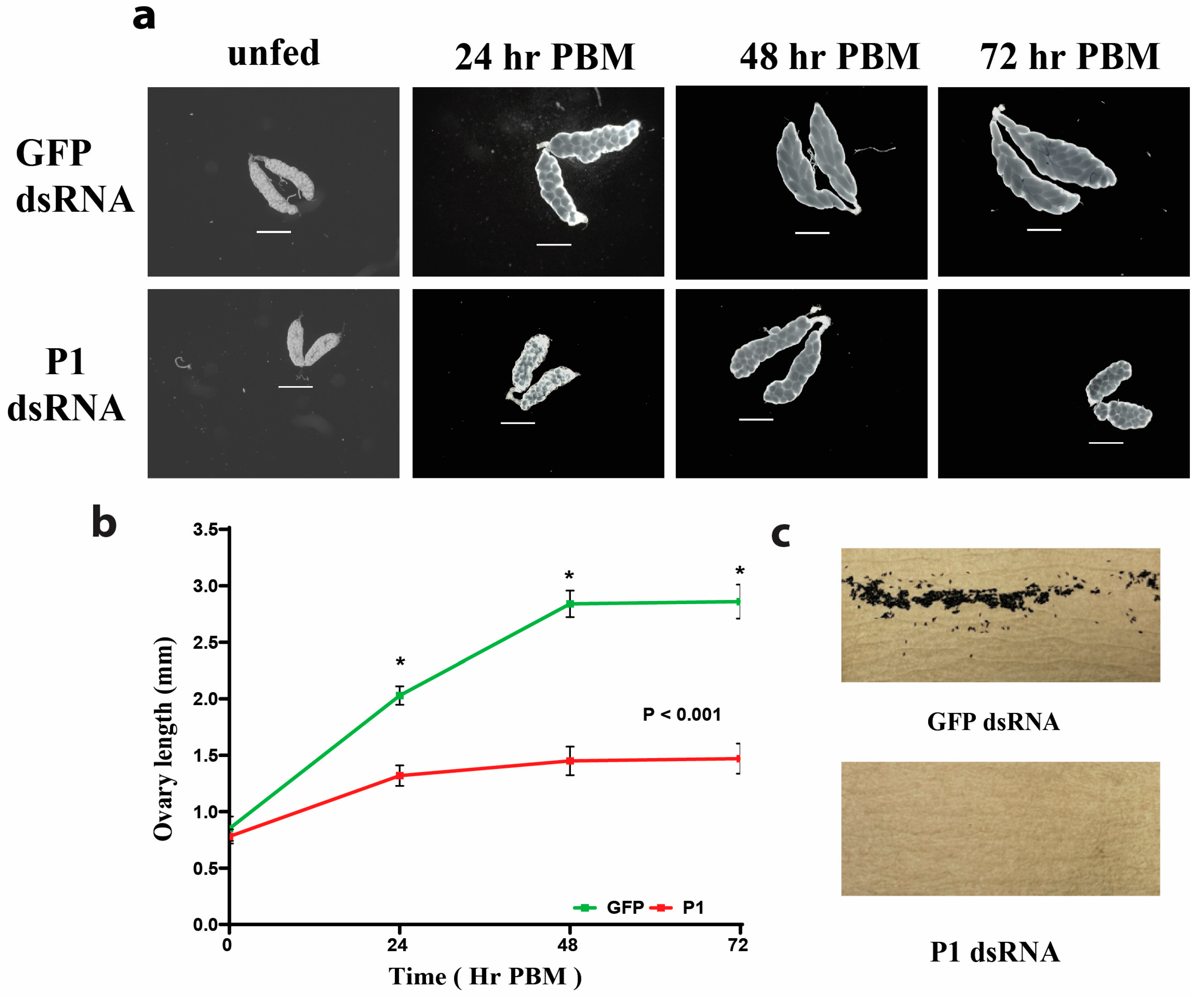 Insects 15 00084 g004