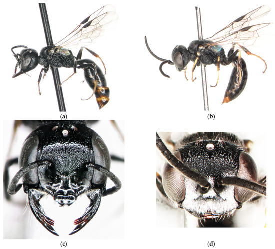 Insects 15 00086 g006a