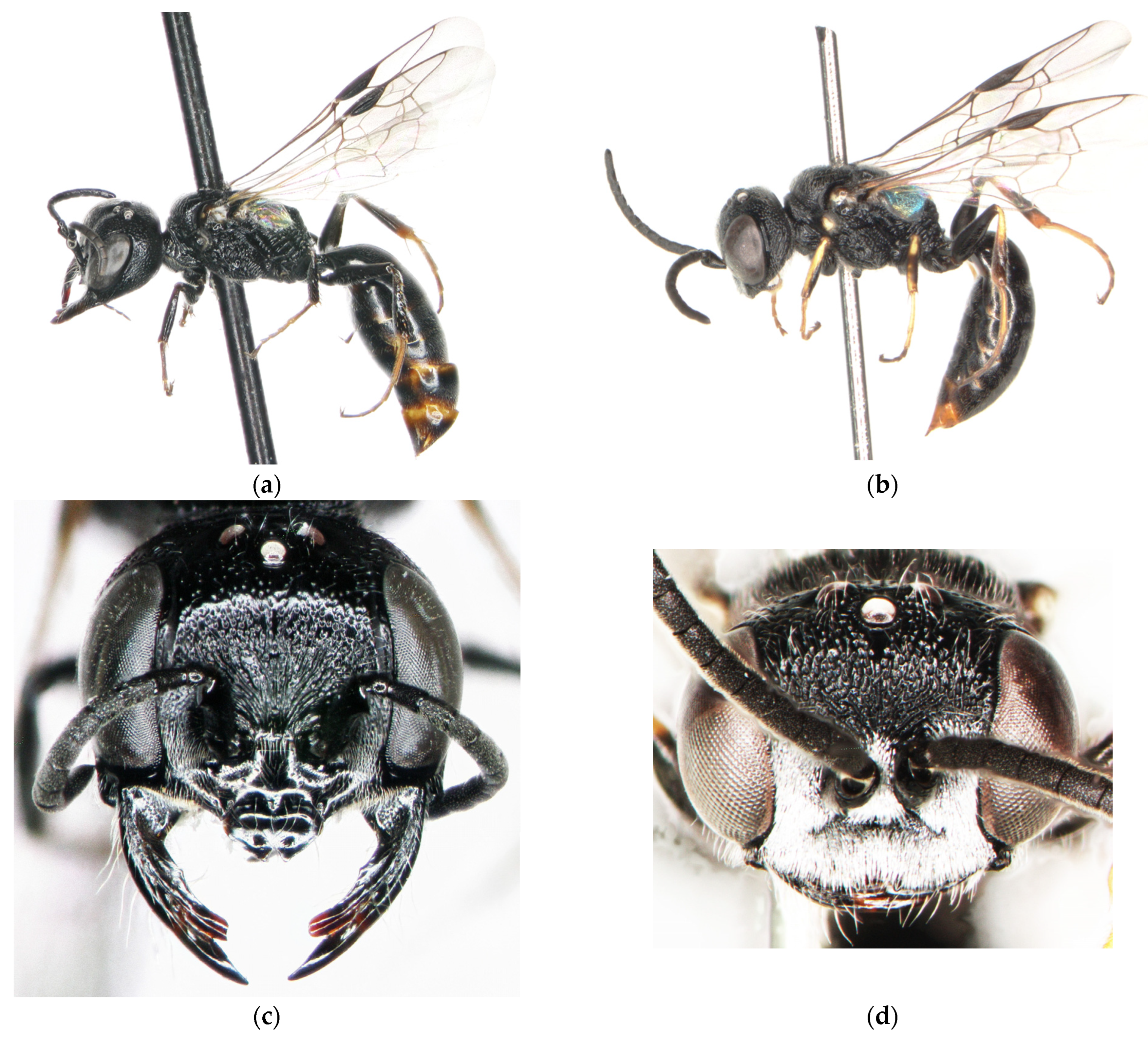 Insects 15 00086 g006a