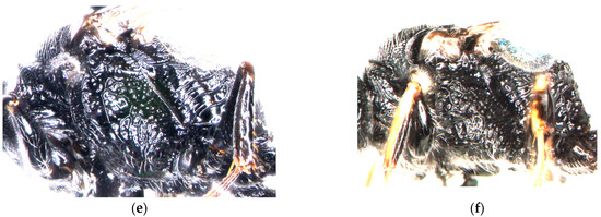 Insects 15 00086 g006b