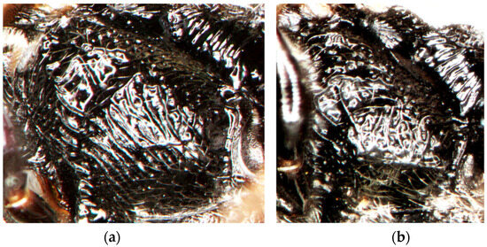 Insects 15 00086 g008a