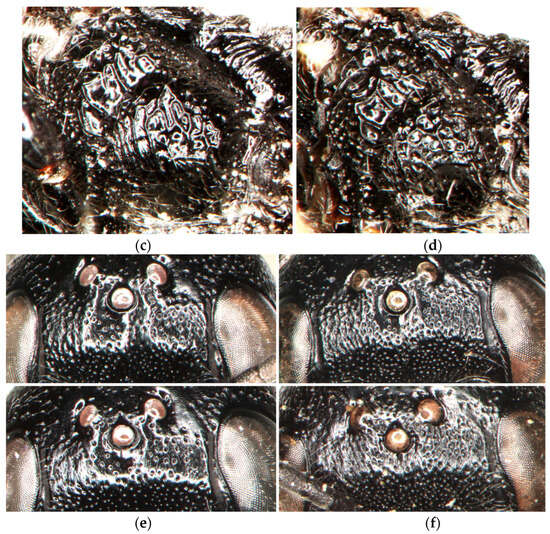 Insects 15 00086 g008b