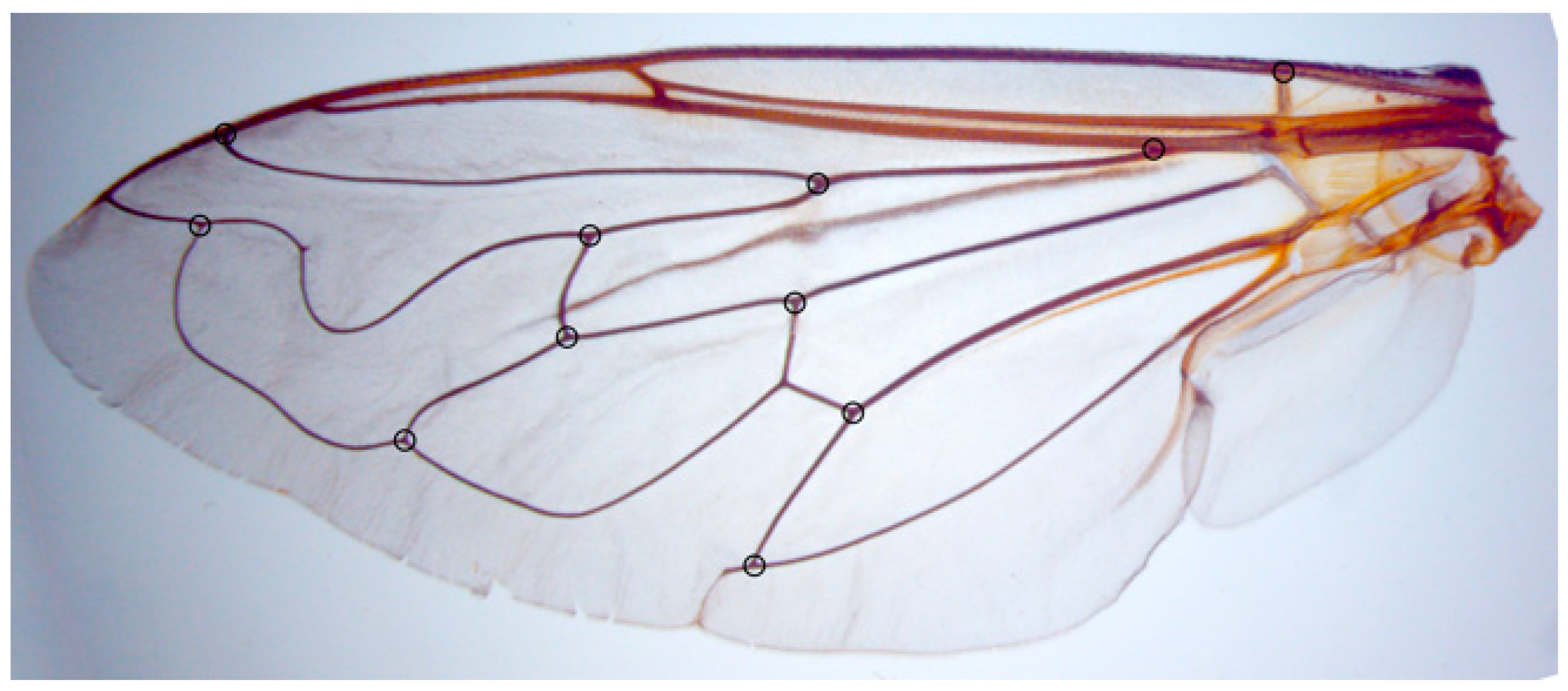 Insects 15 00105 g002