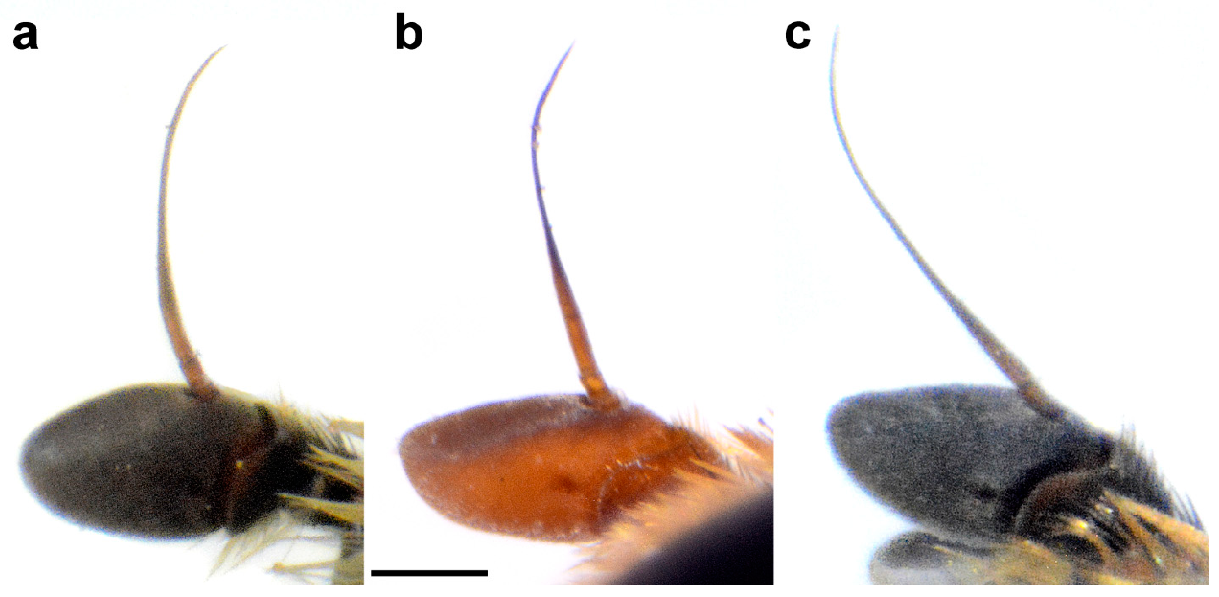 Insects 15 00105 g012