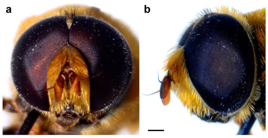 Insects 15 00105 g013