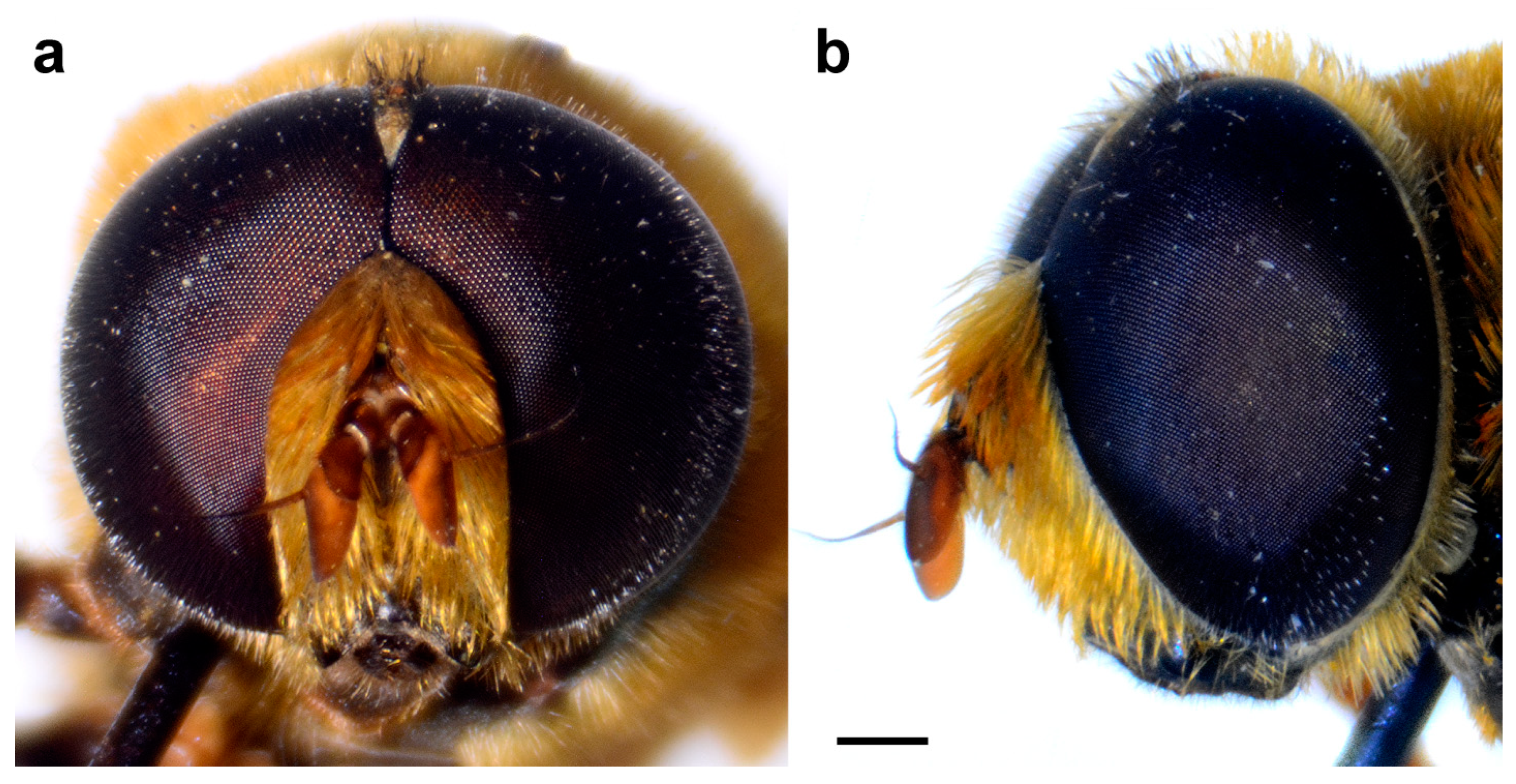 Insects 15 00105 g013