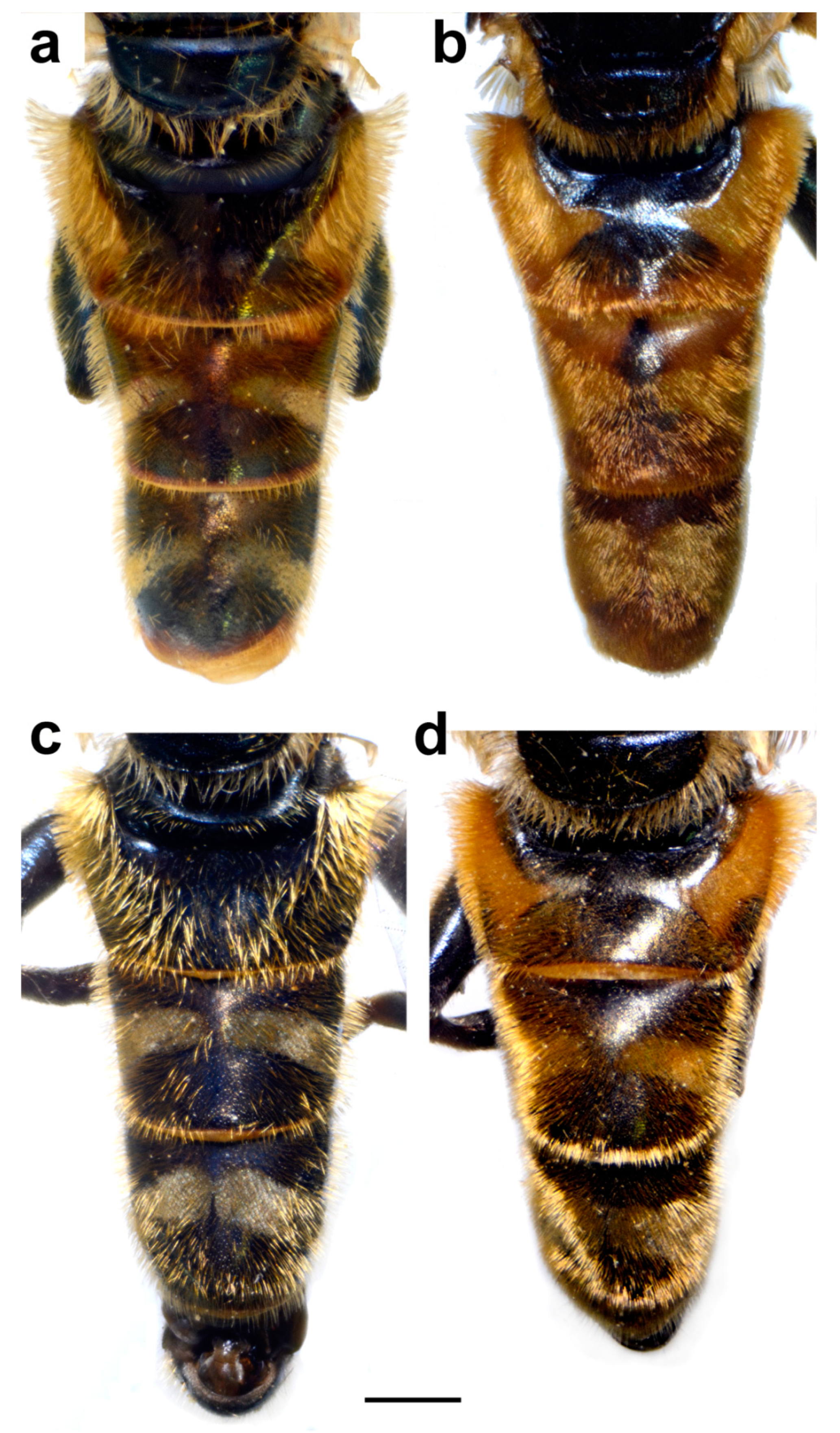 Insects 15 00105 g014