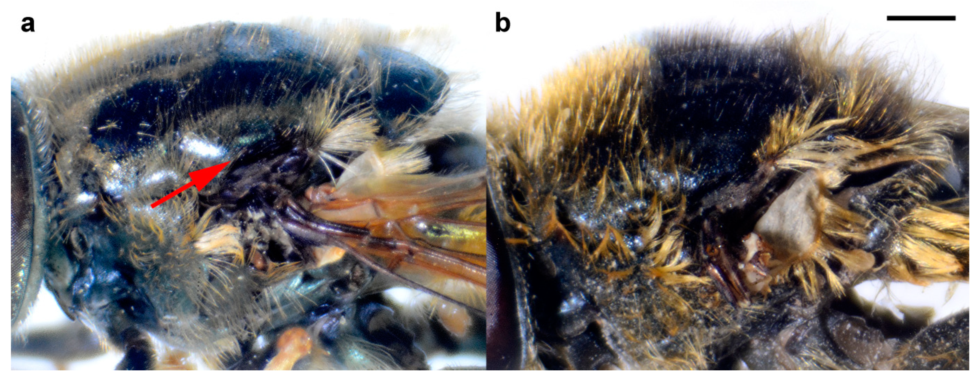 Insects 15 00105 g016