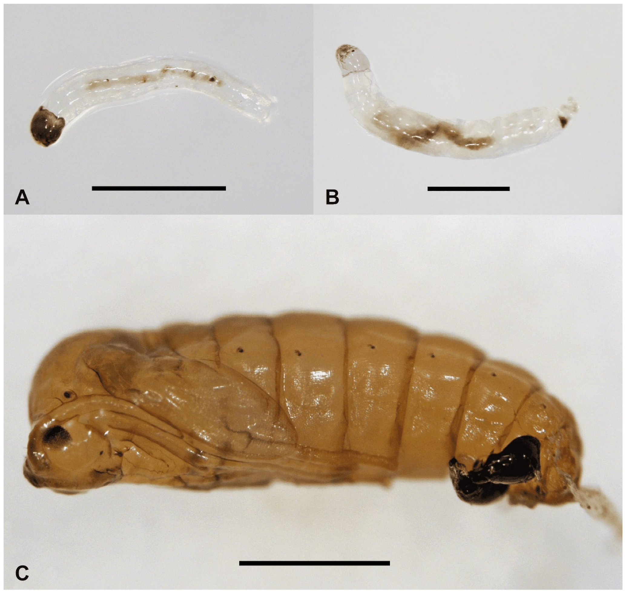 Insects 15 00118 g002