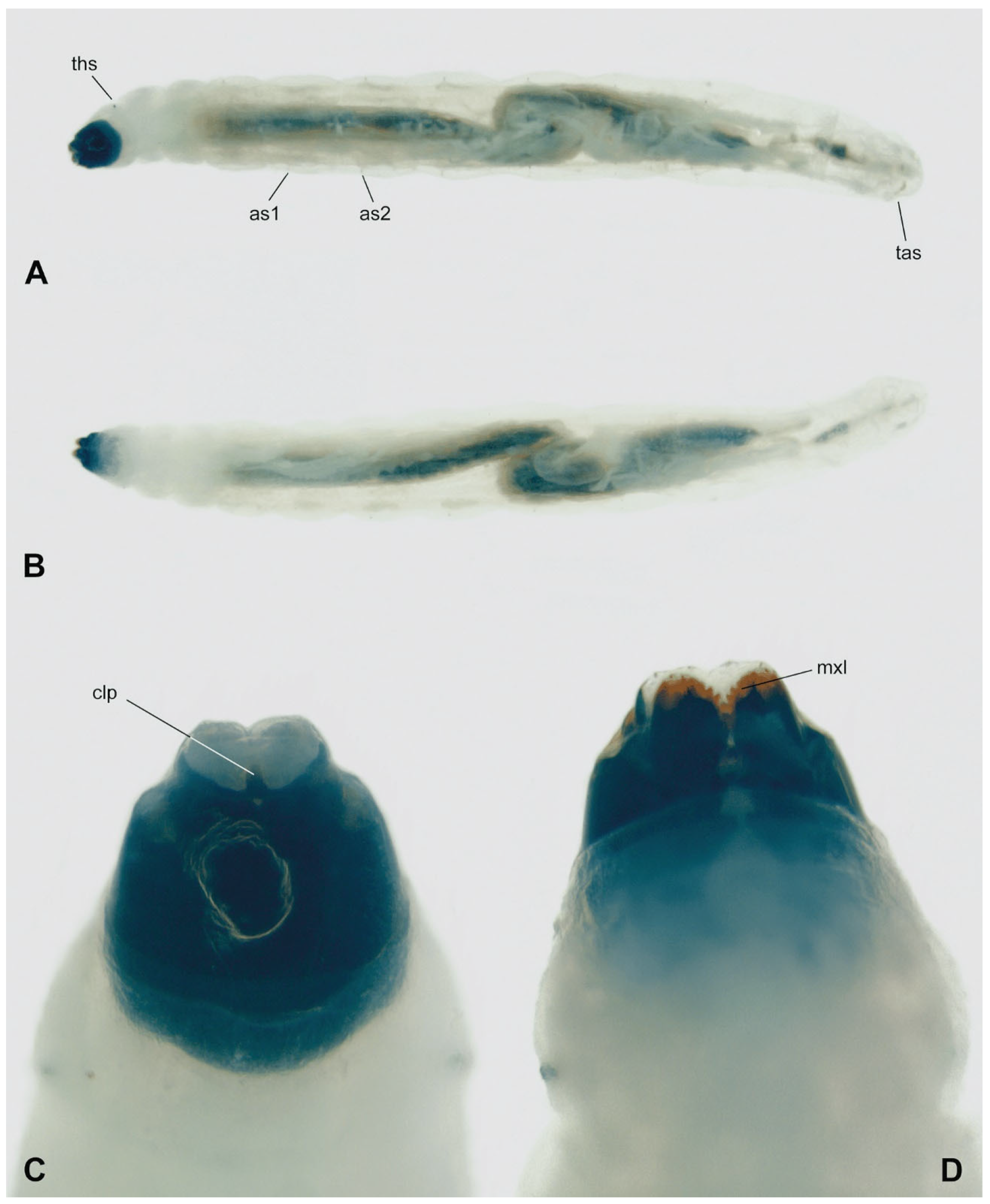 Insects 15 00118 g003