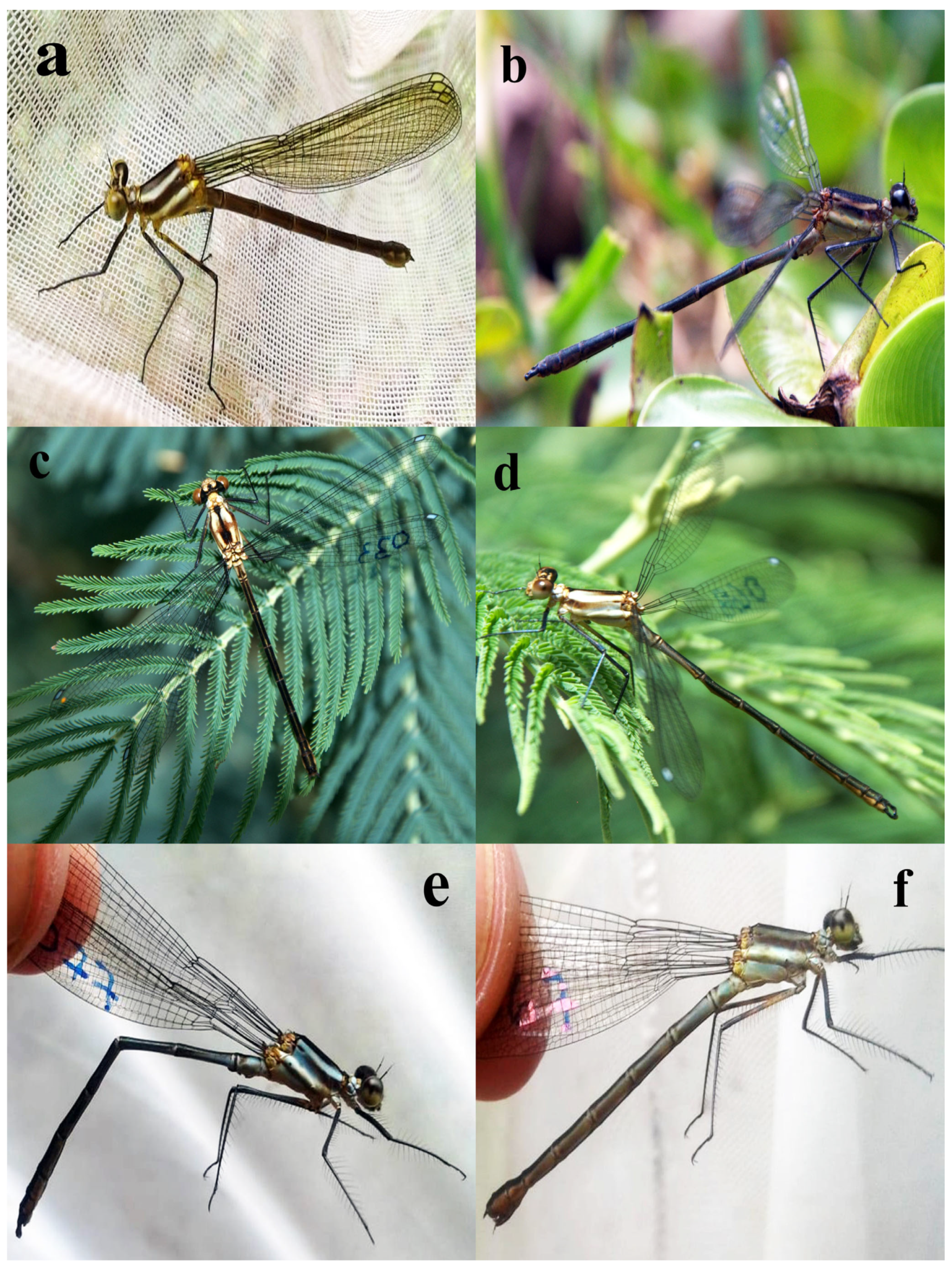 Insects 15 00125 g001 Insects 15 00125 g001