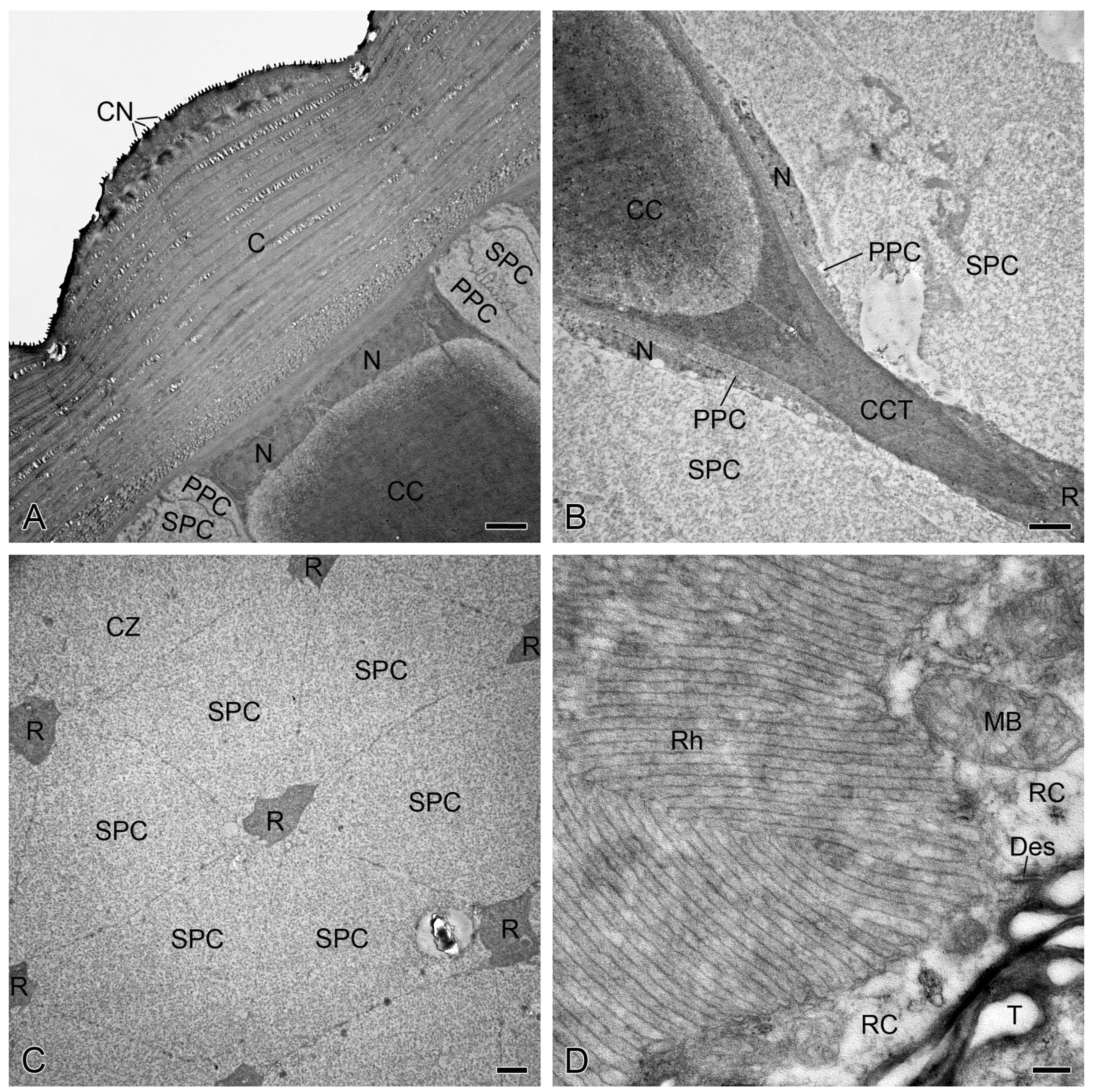 Insects 15 00135 g001