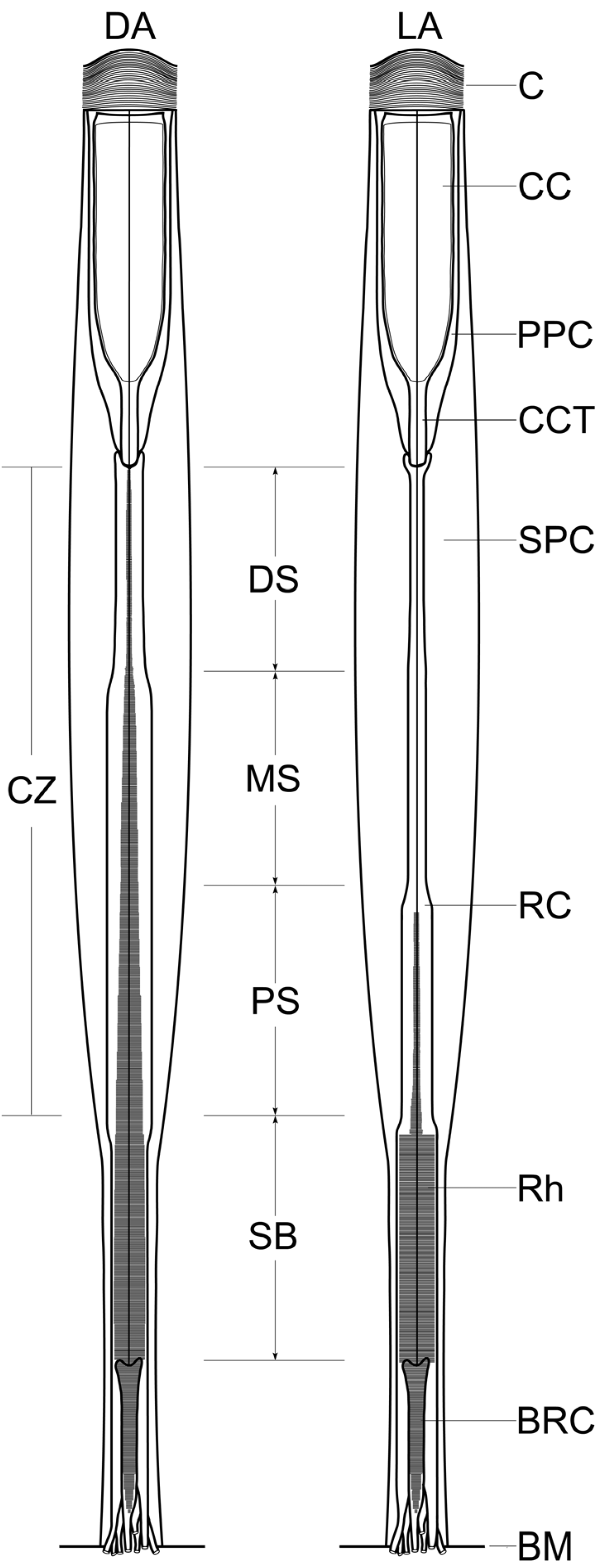 Insects 15 00135 g002