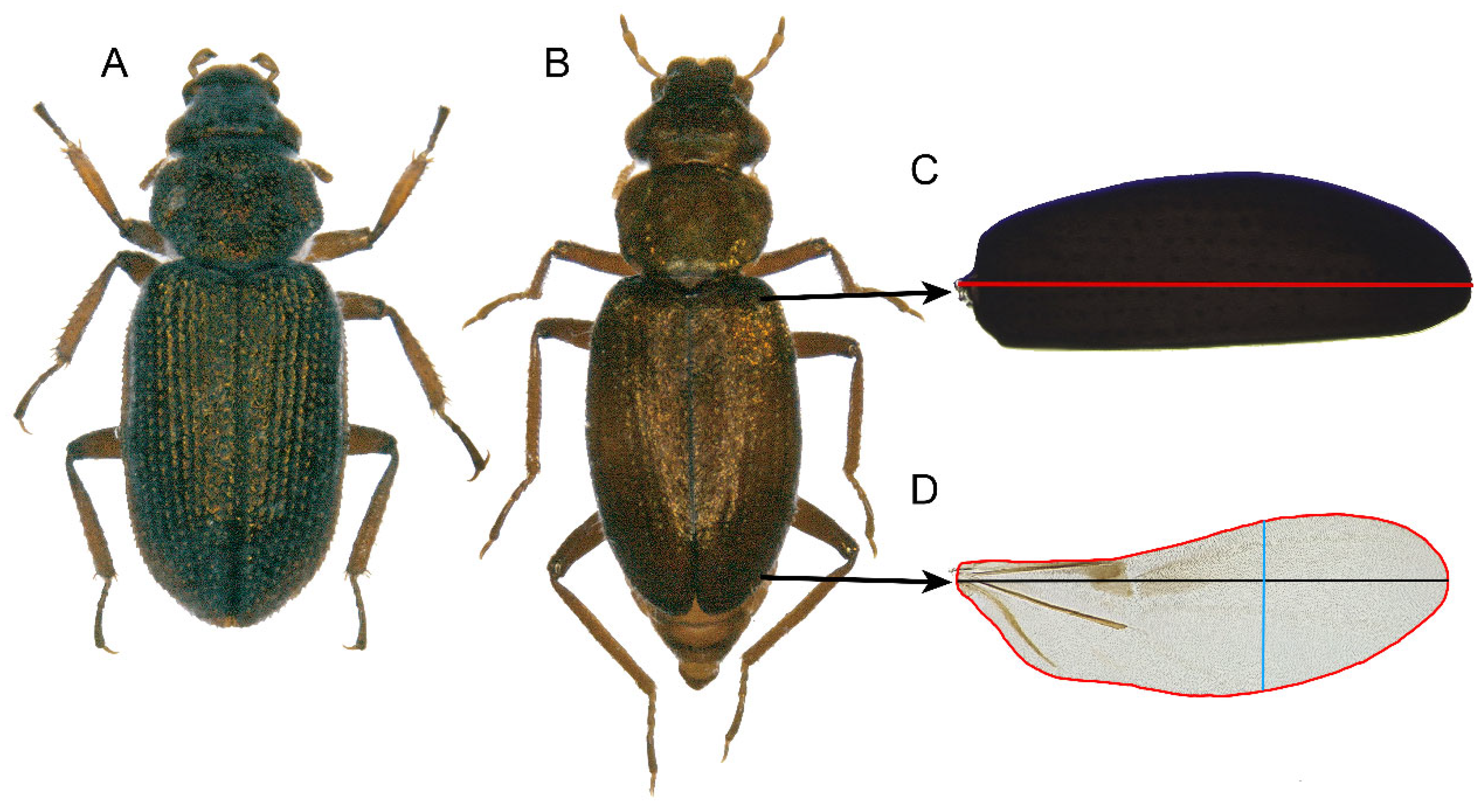 Insects 15 00140 g003 Insects 15 00140 g003
